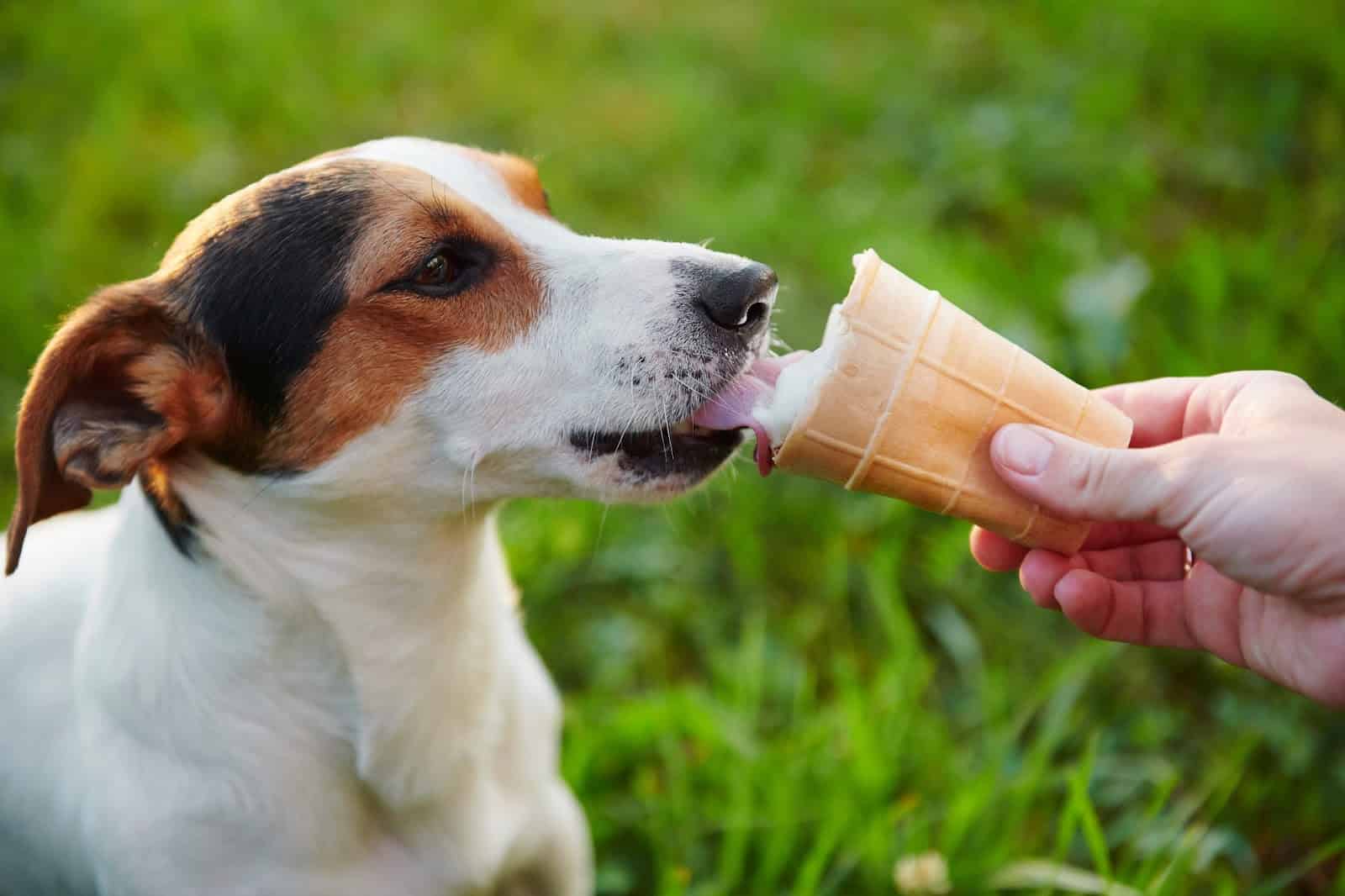 Dog enjoying ice cream cone outdoors.