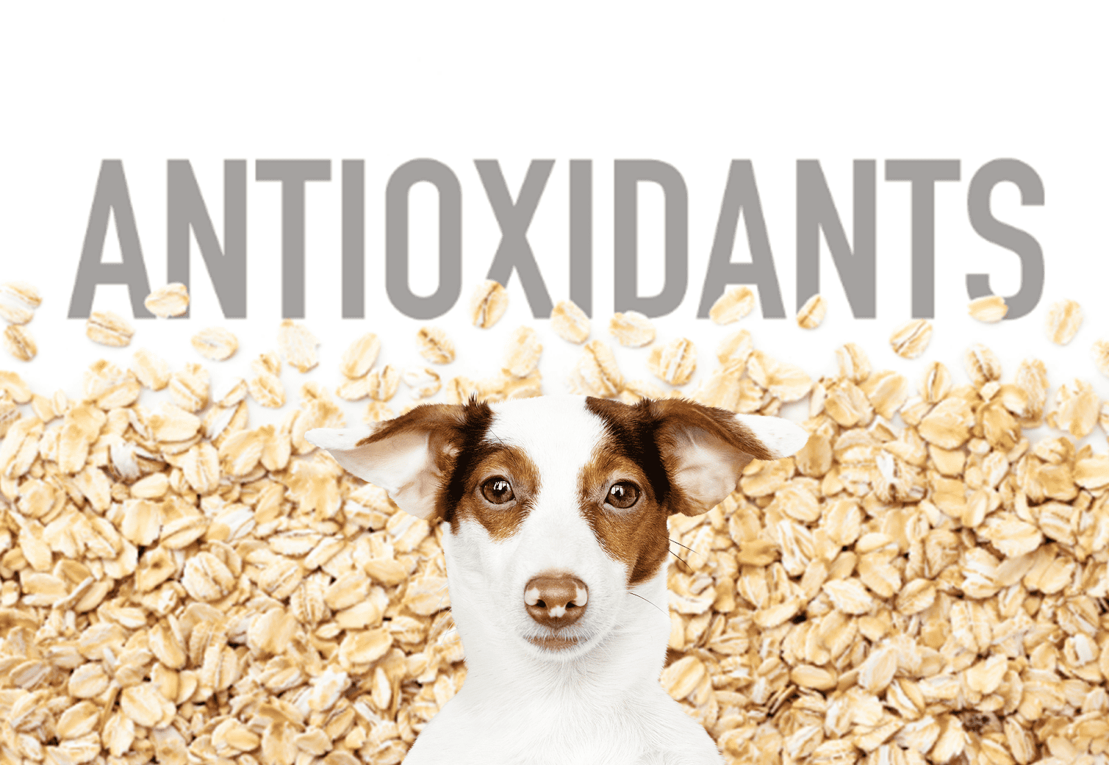 High-quality probiotics for dogs to support gut health and digestion. Safe, effective, and vet-recommended probiotics for your pet.