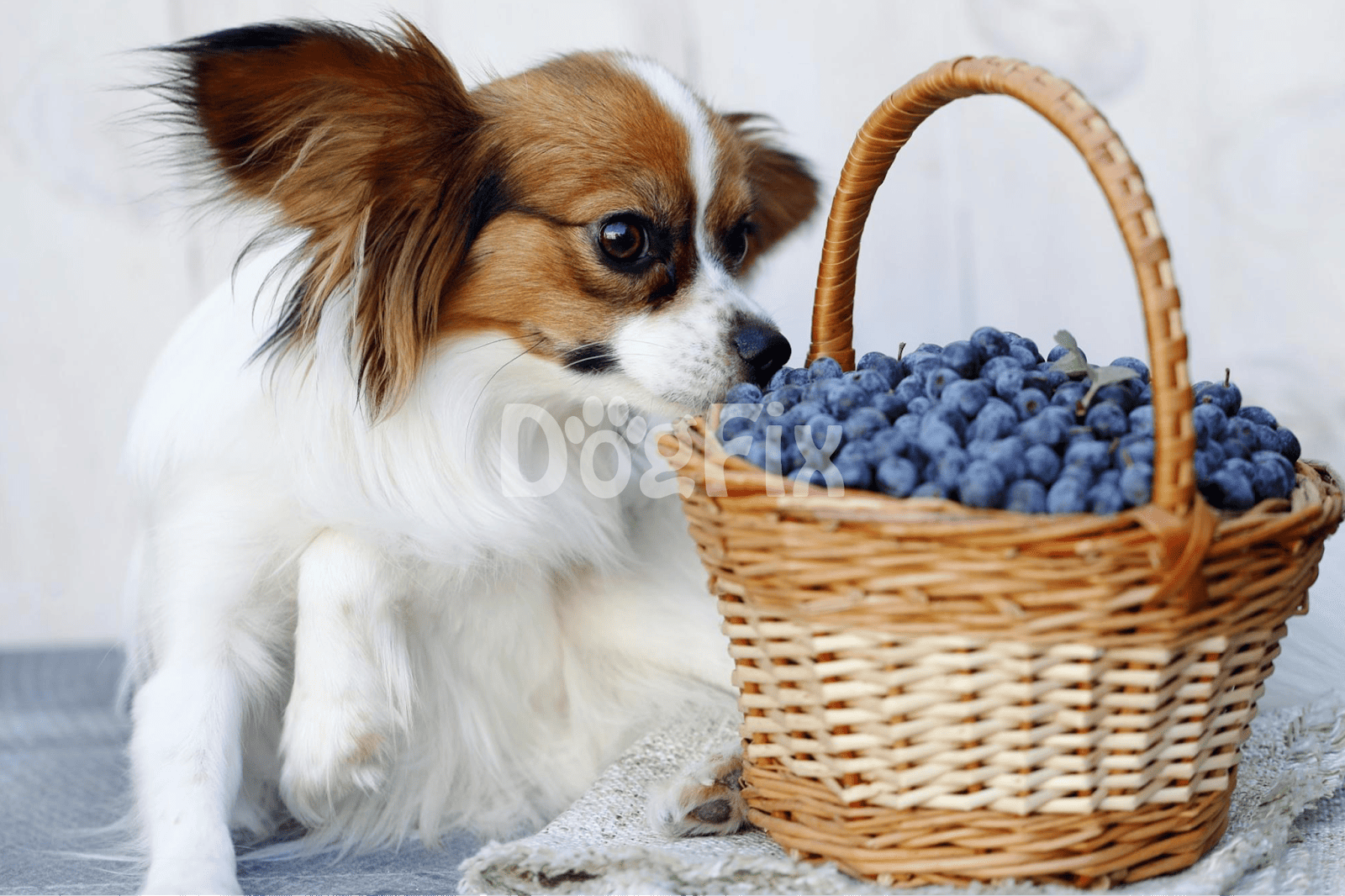 Dog enjoying blueberries in a basket for healthy dog snacks.