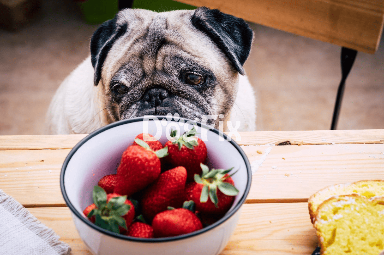 Sociable French Bulldog with bowl of ripe strawberries, healthy treat for dogs.