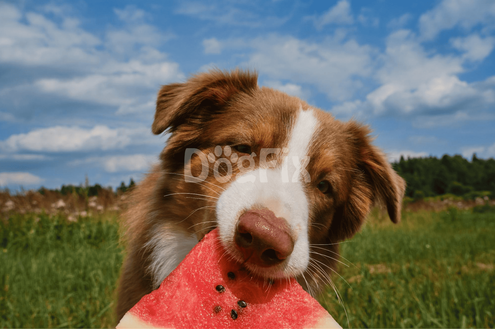 Dog enjoying watermelon in a grassy field on a sunny day.