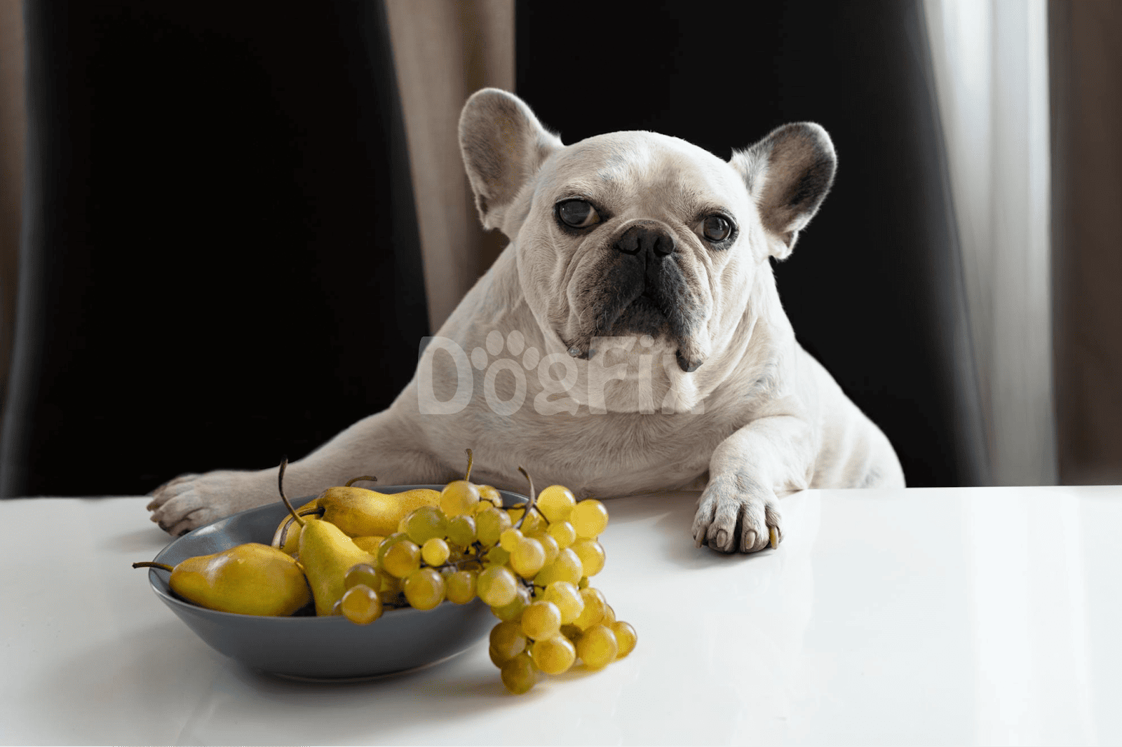 Close-up of French Bulldog with grapes and pears, promoting healthy dog treats and nutrition options.
