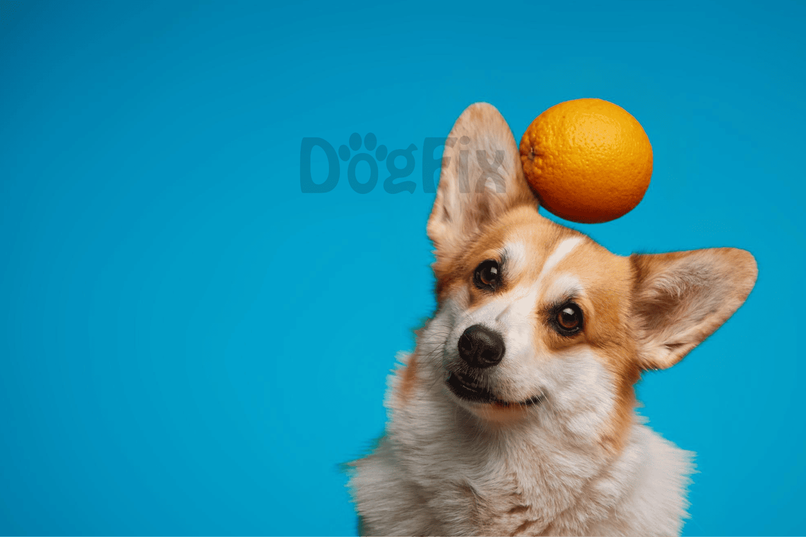 Cute Corgi balancing an orange on its head on a vibrant blue background.