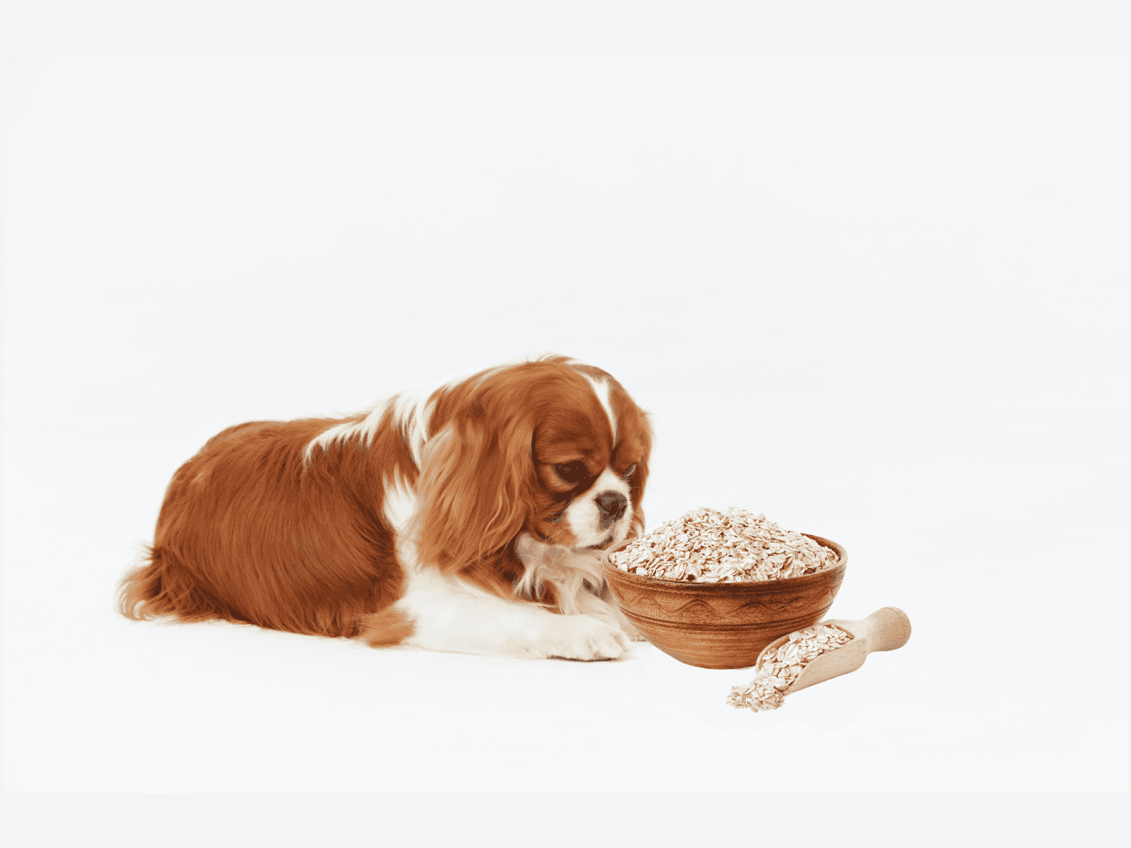 Cute Cavalier King Charles puppy sniffs oatmeal in wooden bowl for healthy dog nutrition.