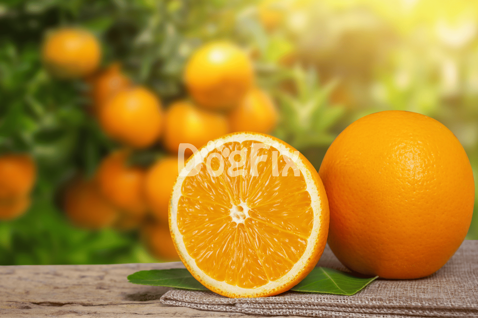 Bright orange fresh oranges, perfect for healthy dog treats and natural nutrition.