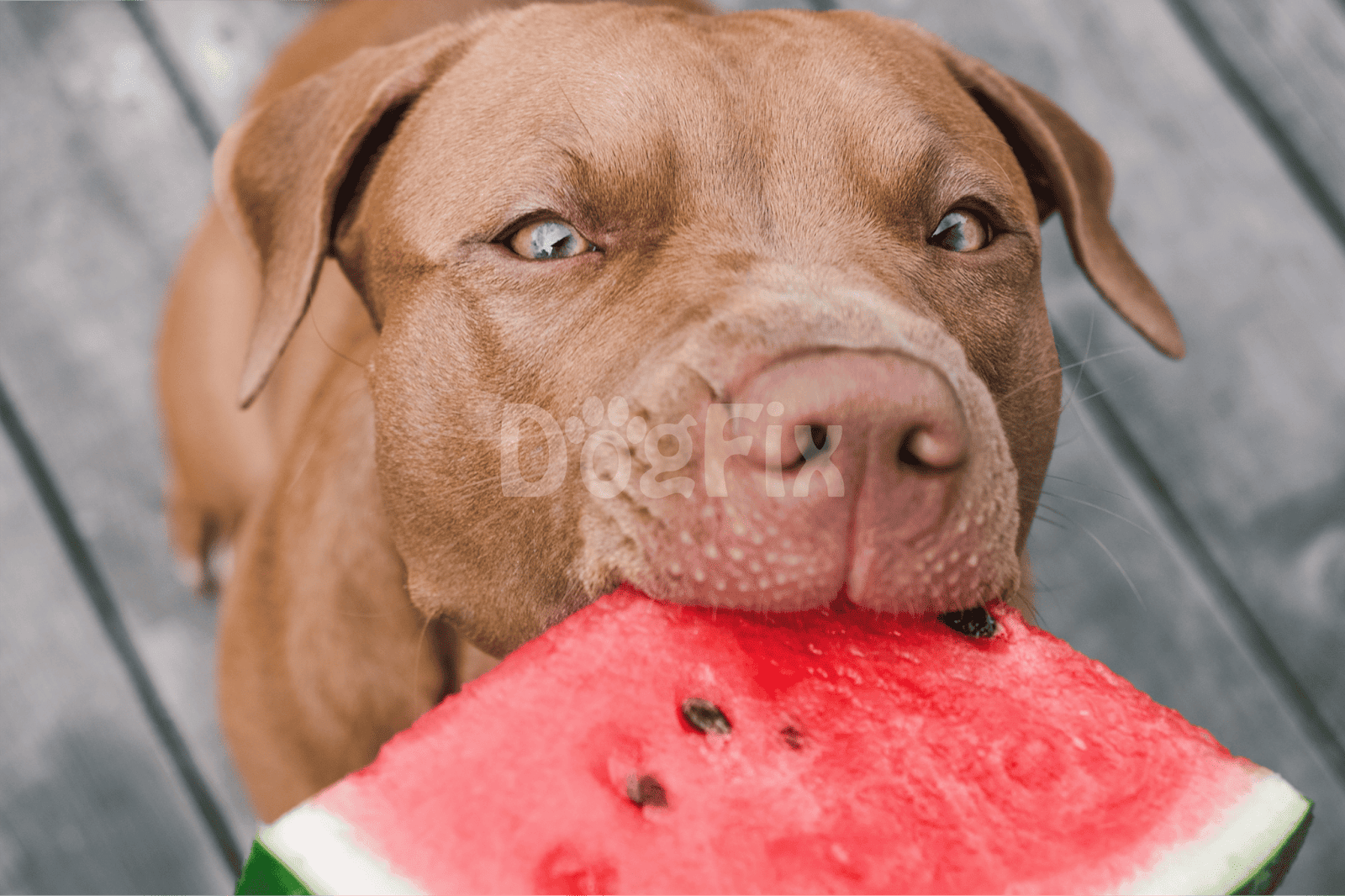 Dog enjoying a slice of juicy watermelon on a wooden deck during summer.