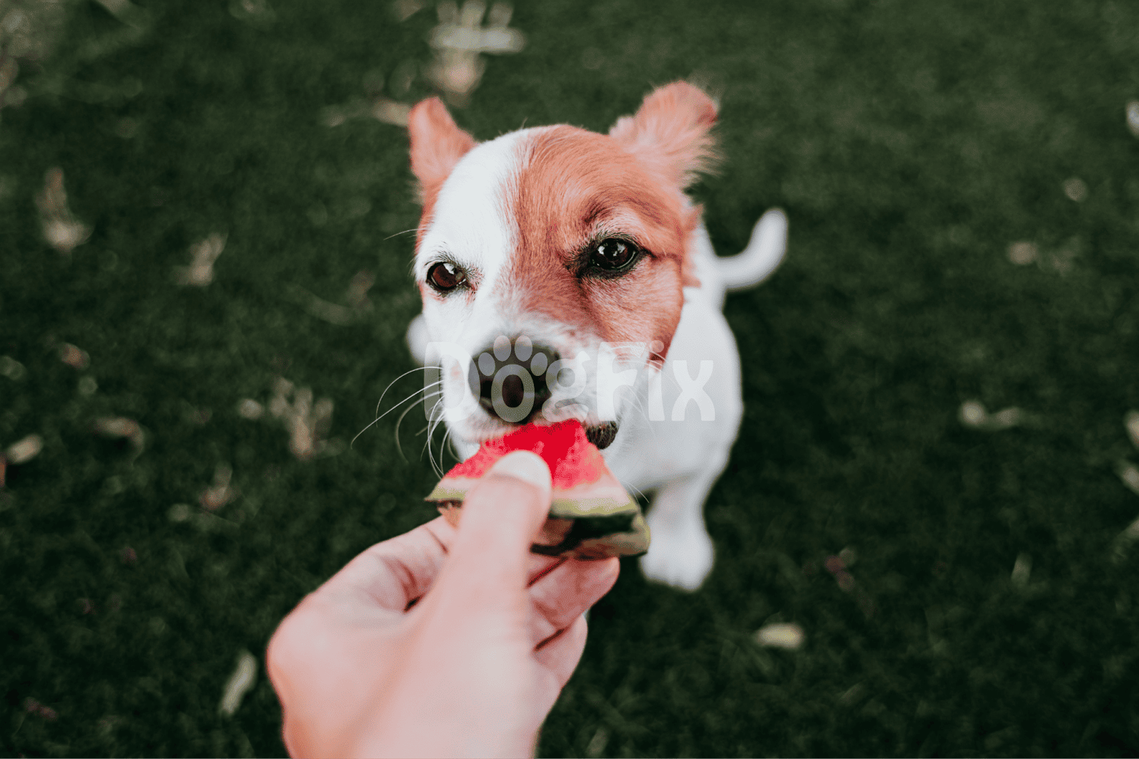 Cute dog enjoying fresh watermelon snack outdoors.