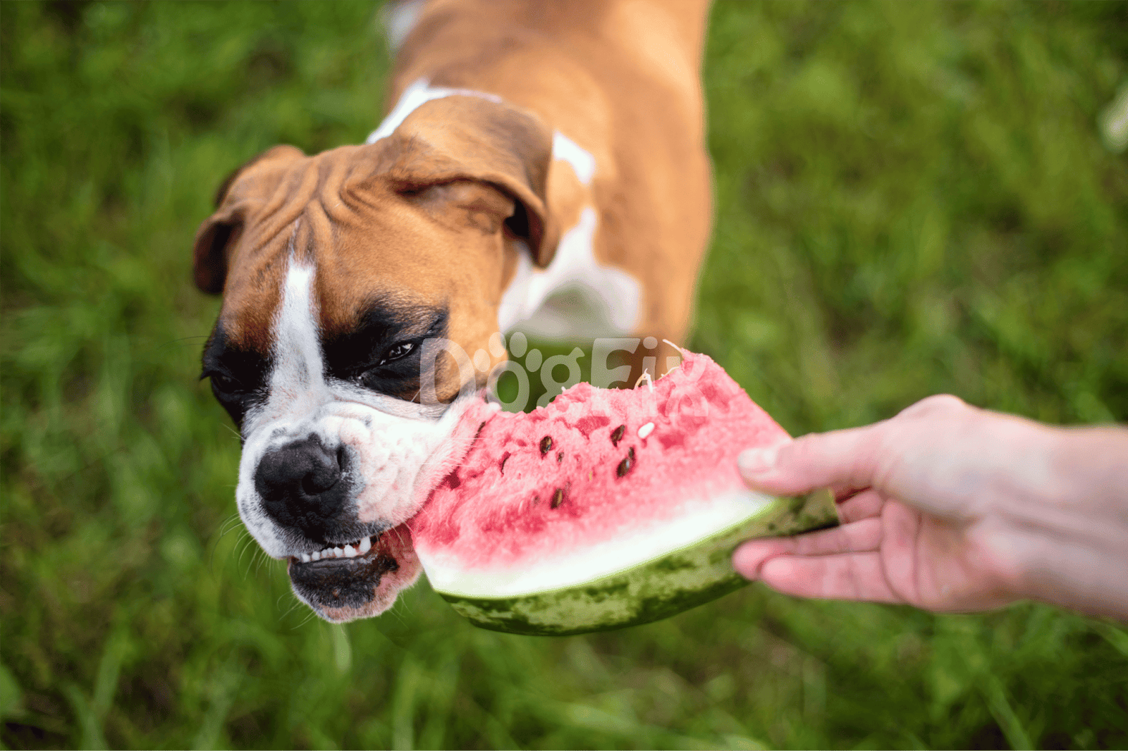 Cute dog enjoying fresh watermelon treat outside.
