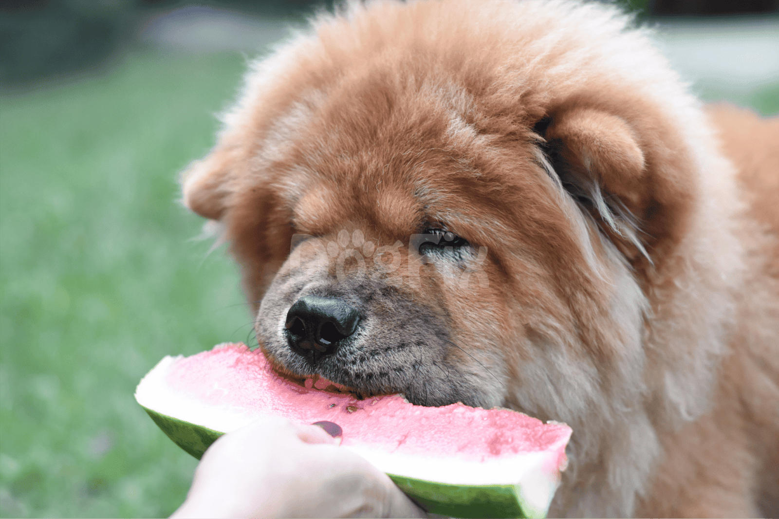 Adorable dog enjoying a fresh watermelon slice outdoors.