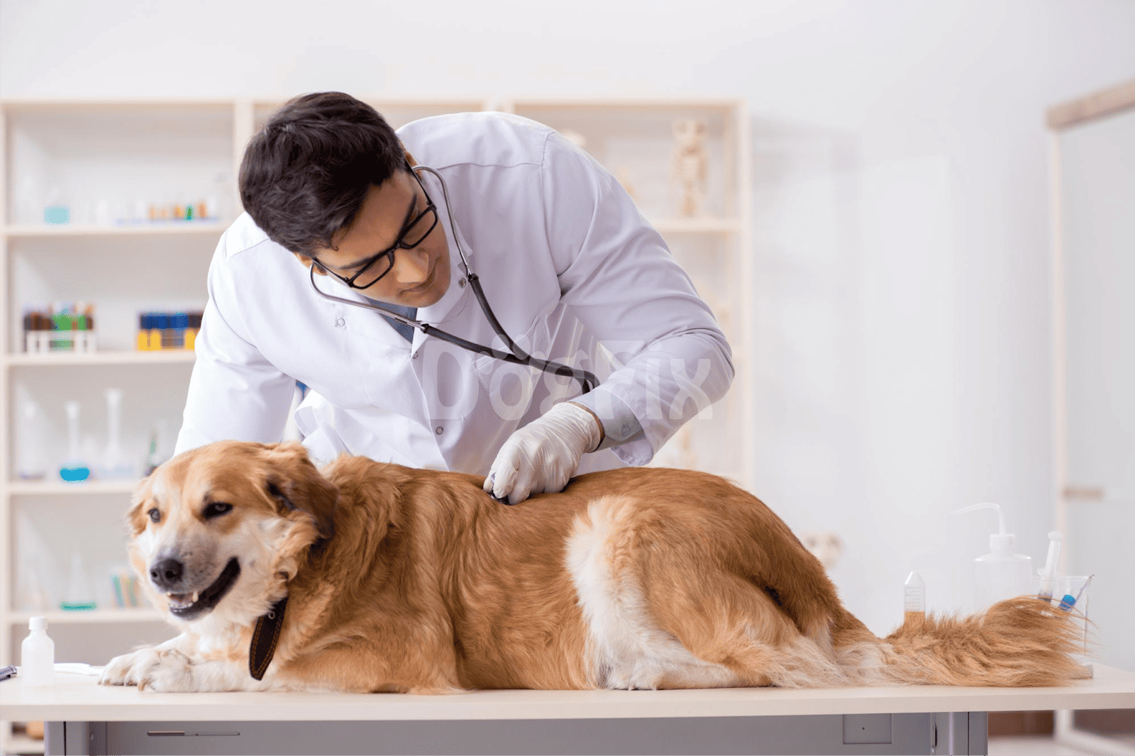 Experienced veterinarian examining a happy dog at clinic.
