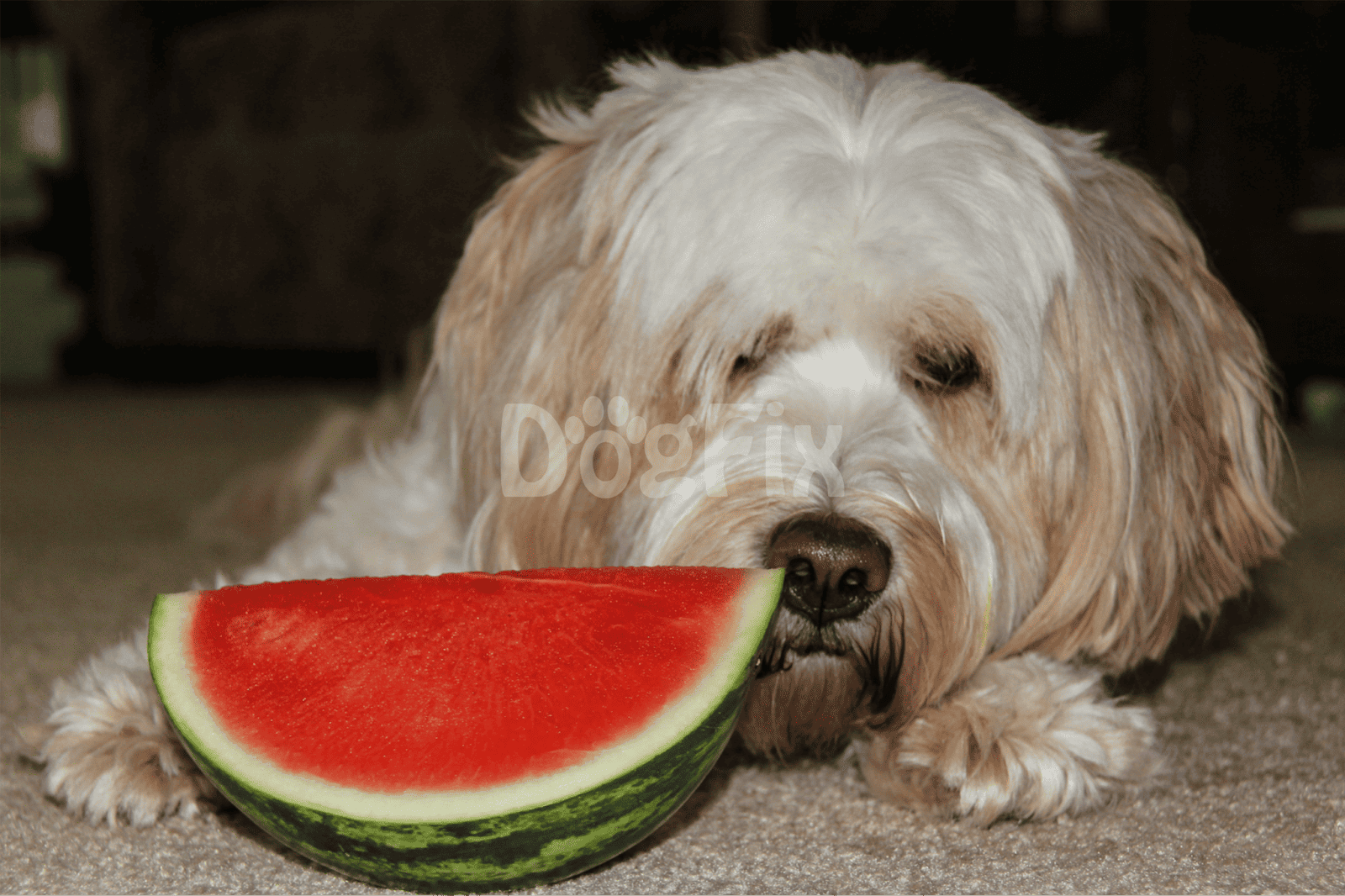 Dog with a large slice of juicy watermelon on the floor.