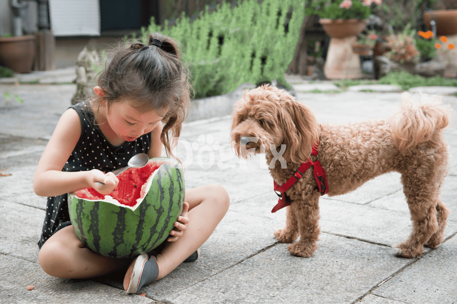 Girl and dog sharing a watermelon outdoors.