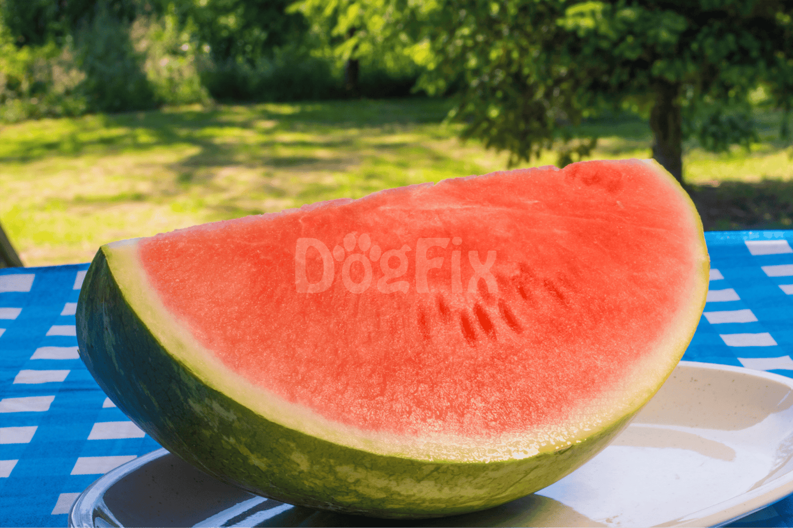 Fresh juicy watermelon slice outdoors with green trees in the background.