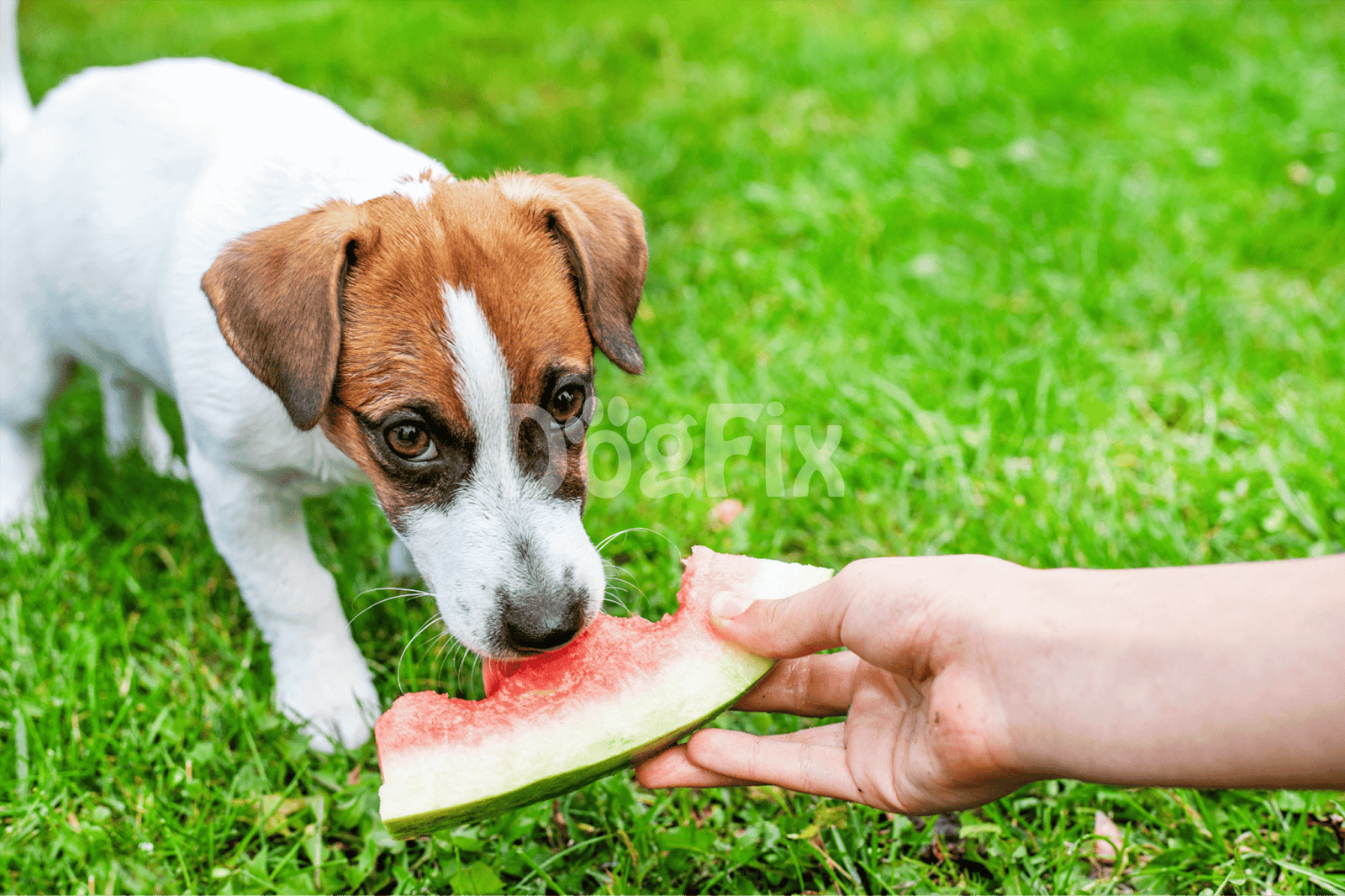 Dog enjoying fresh watermelon treat on green grass, healthy snack for dogs, summer pet care.