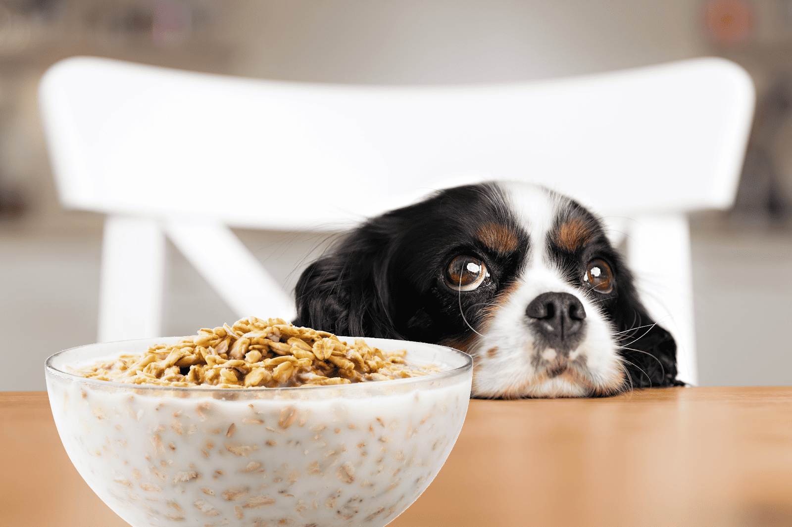 Dog food, pet nutrition, healthy dog meals.