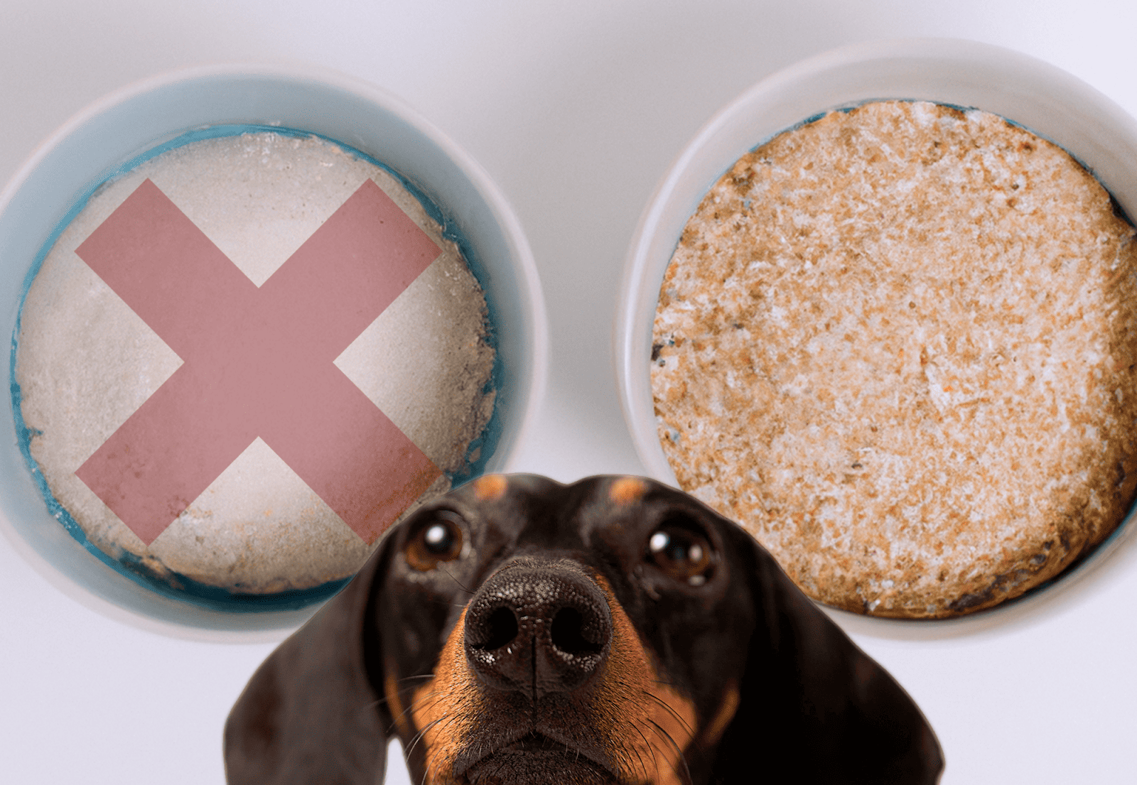 Dog bowls with partially eaten food and a sweet dog on a white background.