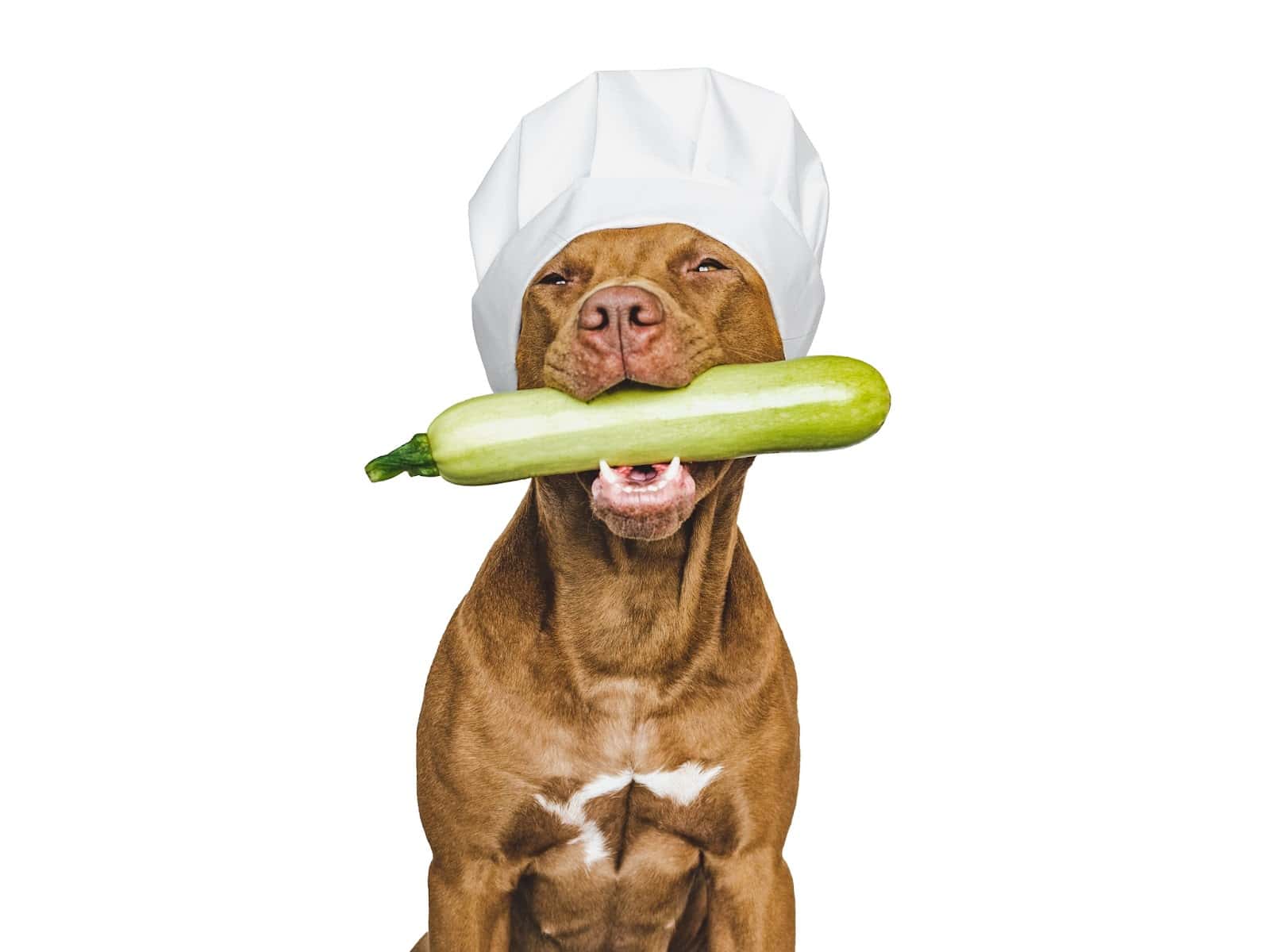 Dog dressed as a chef holding a cucumber in mouth, white background.