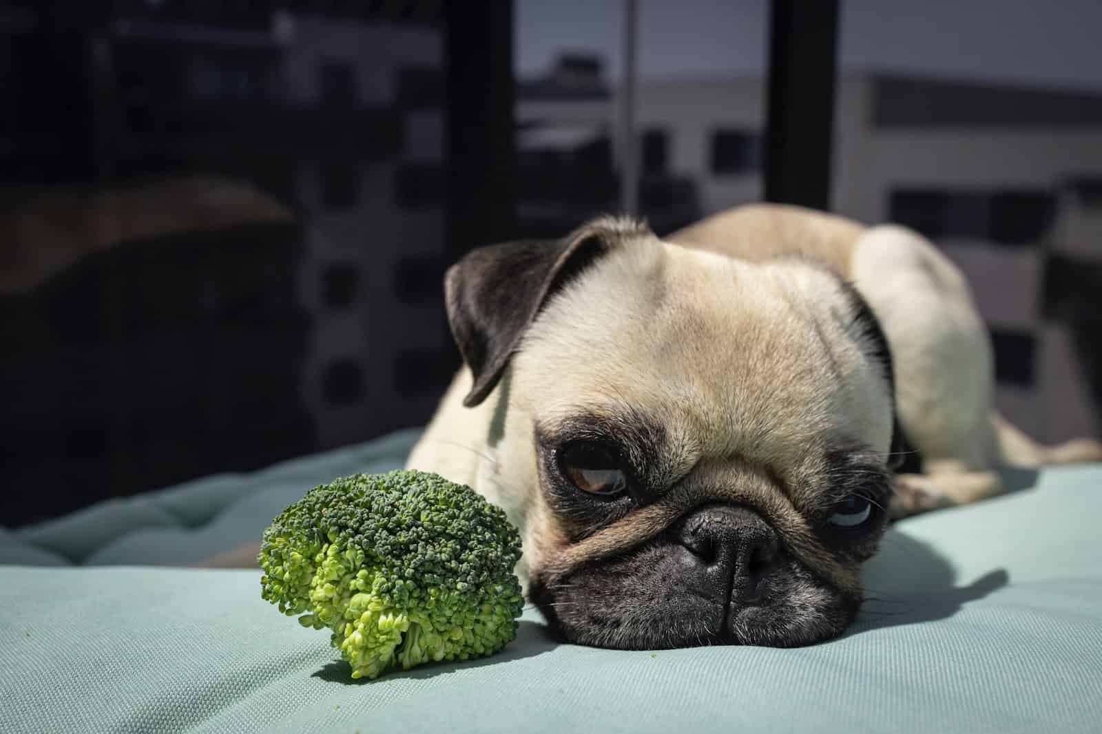 Adorable pug resting on a pet bed with fresh broccoli, highlighting dog health and nutrition tips.