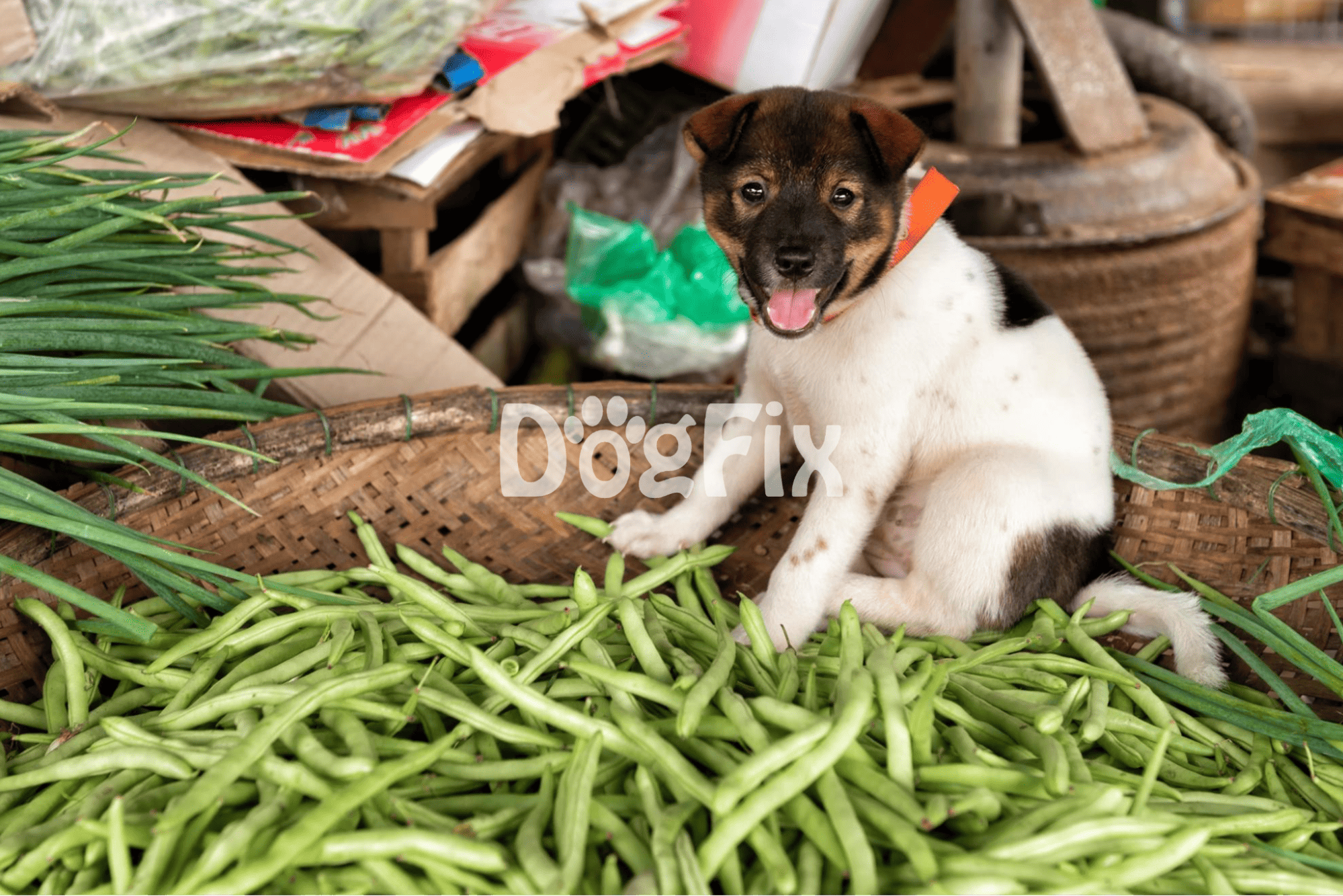 Adorable puppy with a playful expression among fresh vegetables and rustic farm elements.
