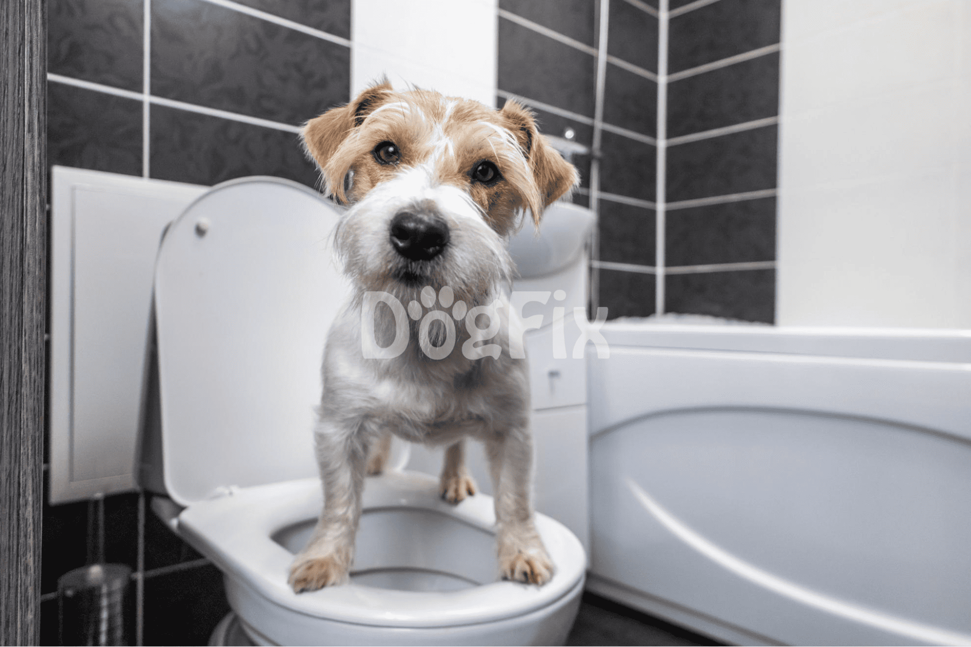 Dog on toilet in bathroom, pet hygiene, dog comfort, pet care.