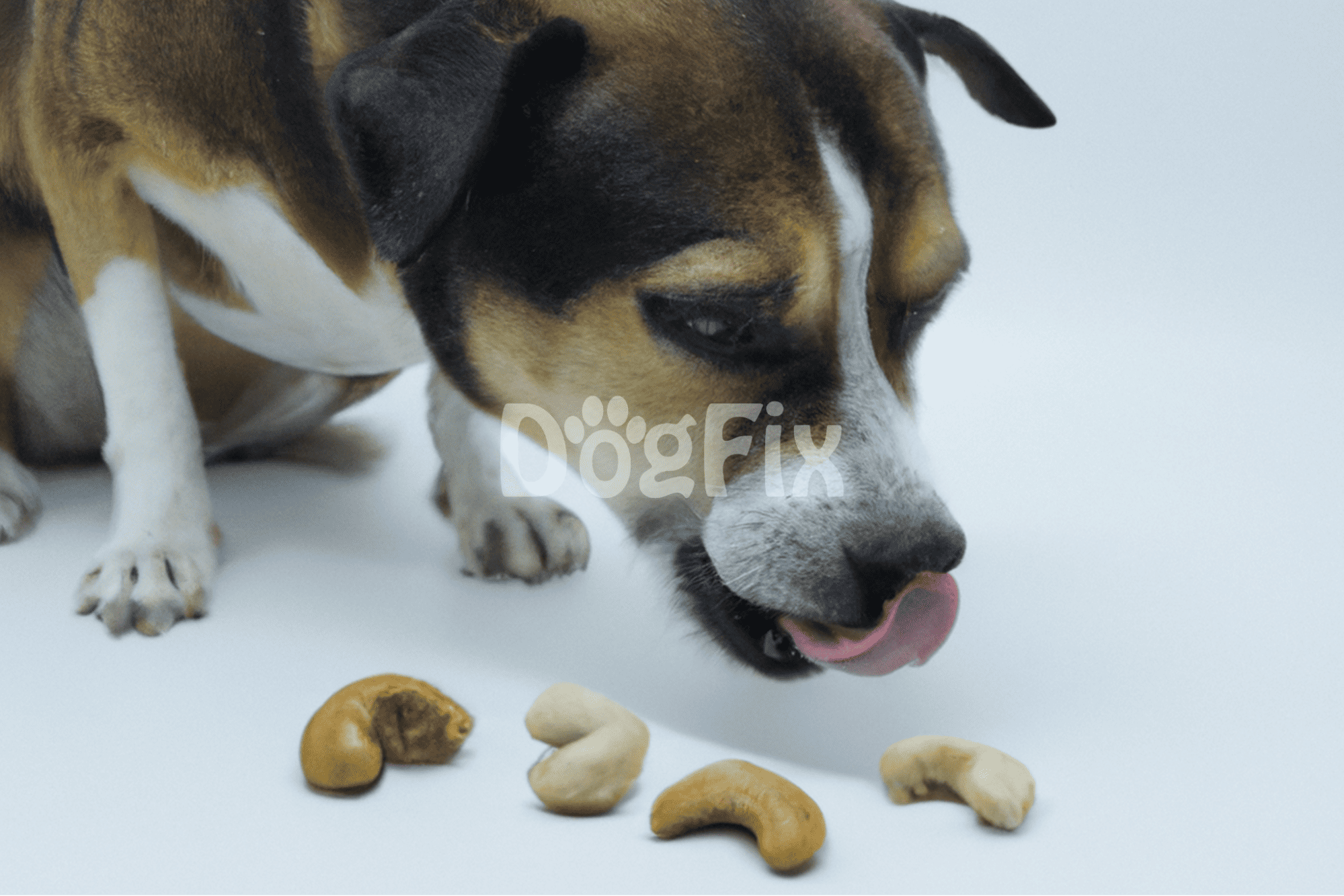 Close-up of a playful dog with a variety of healthy nuts as treats.