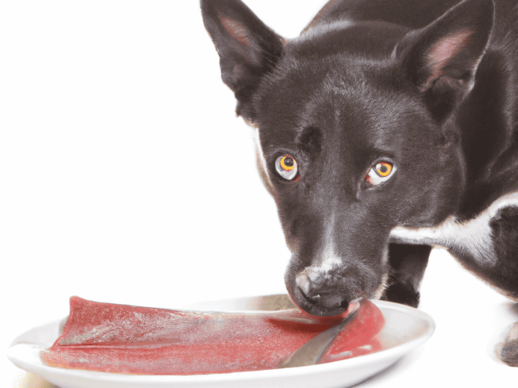Dog, meat, plate, food, pet, canine, healthy, diet, feeding, nutrition.