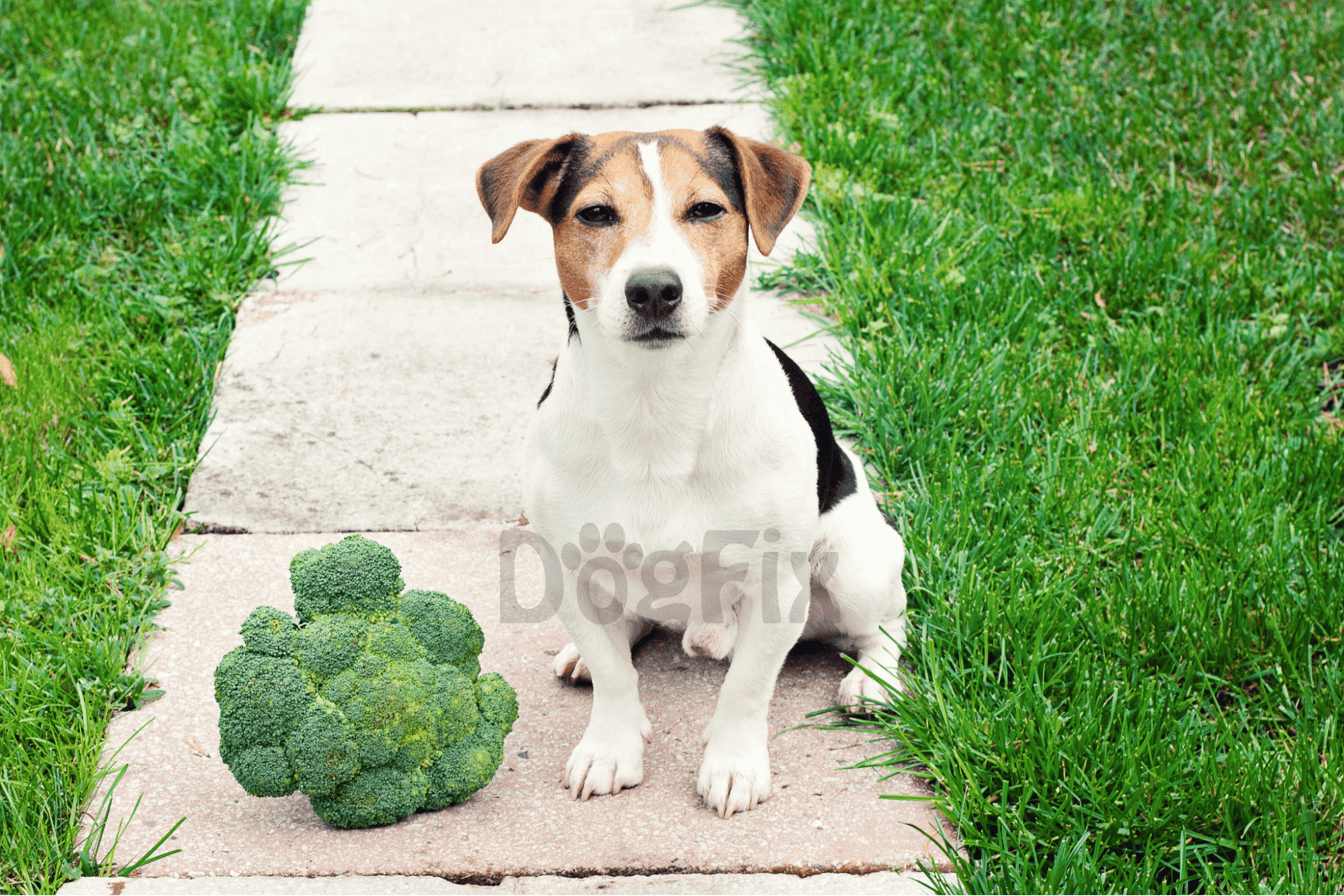 Dog sitting outdoors with broccoli, on a pathway surrounded by grass.