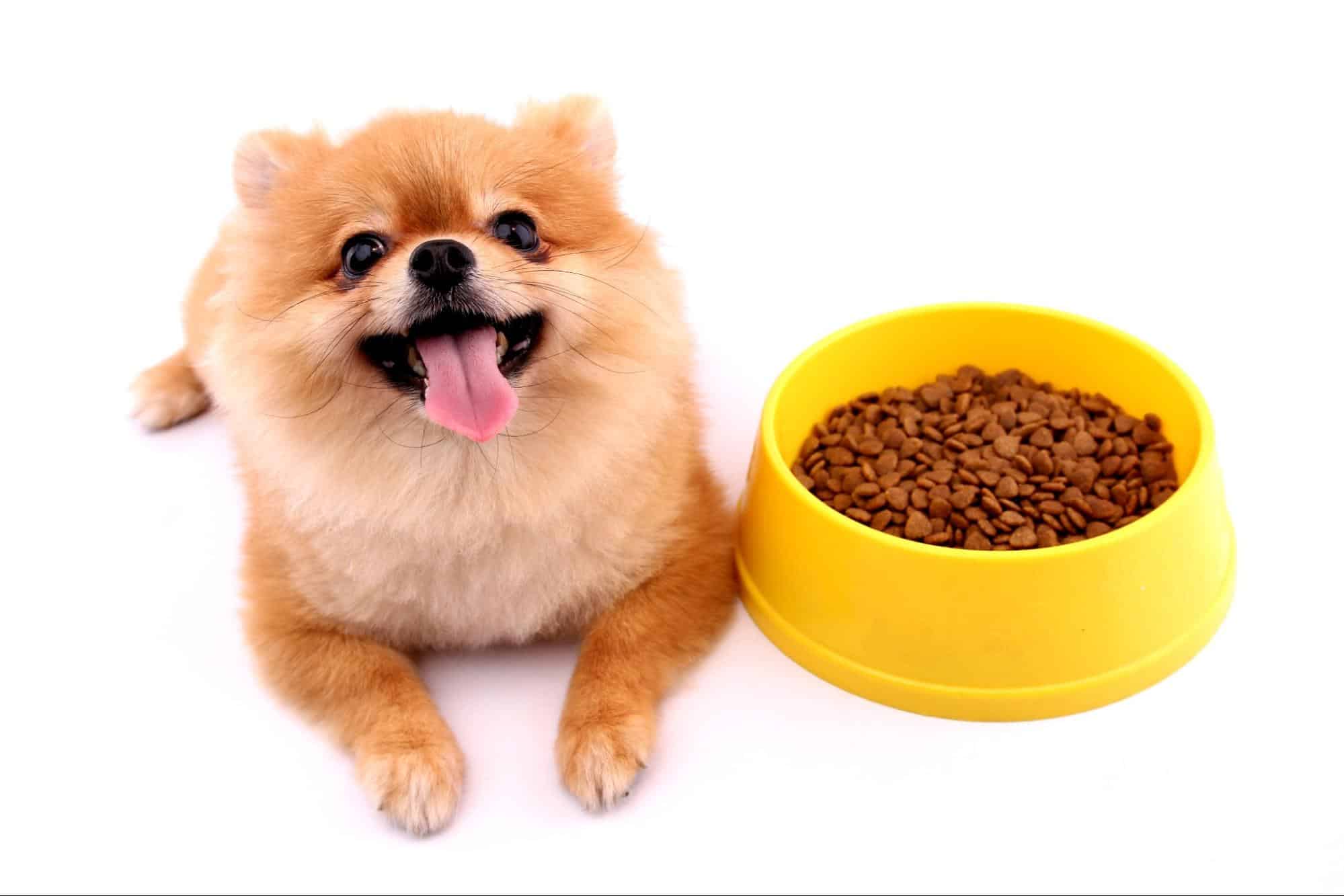 Cute Pomeranian with food bowl.