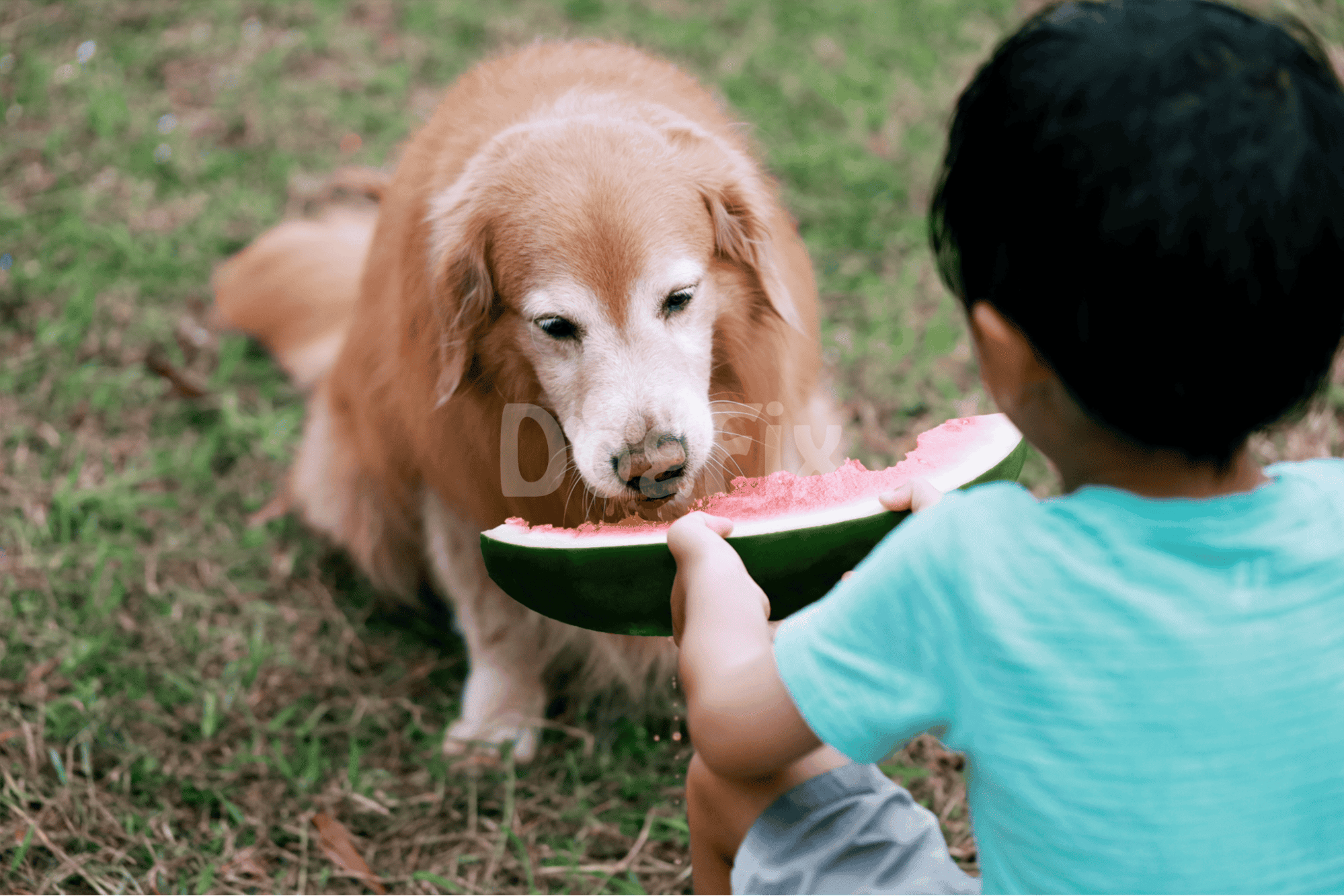 Friendly dog eating watermelon with child, outdoor pet fun, healthy dog food, summer pet care.