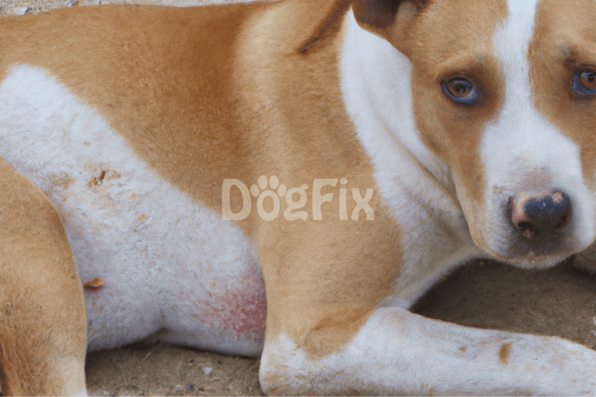 DogFix website - professional dog health and care services.
