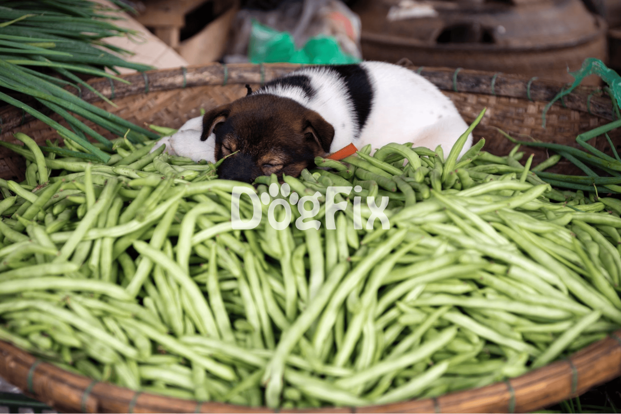Adorable puppy sleeping peacefully on fresh green beans in a woven basket.