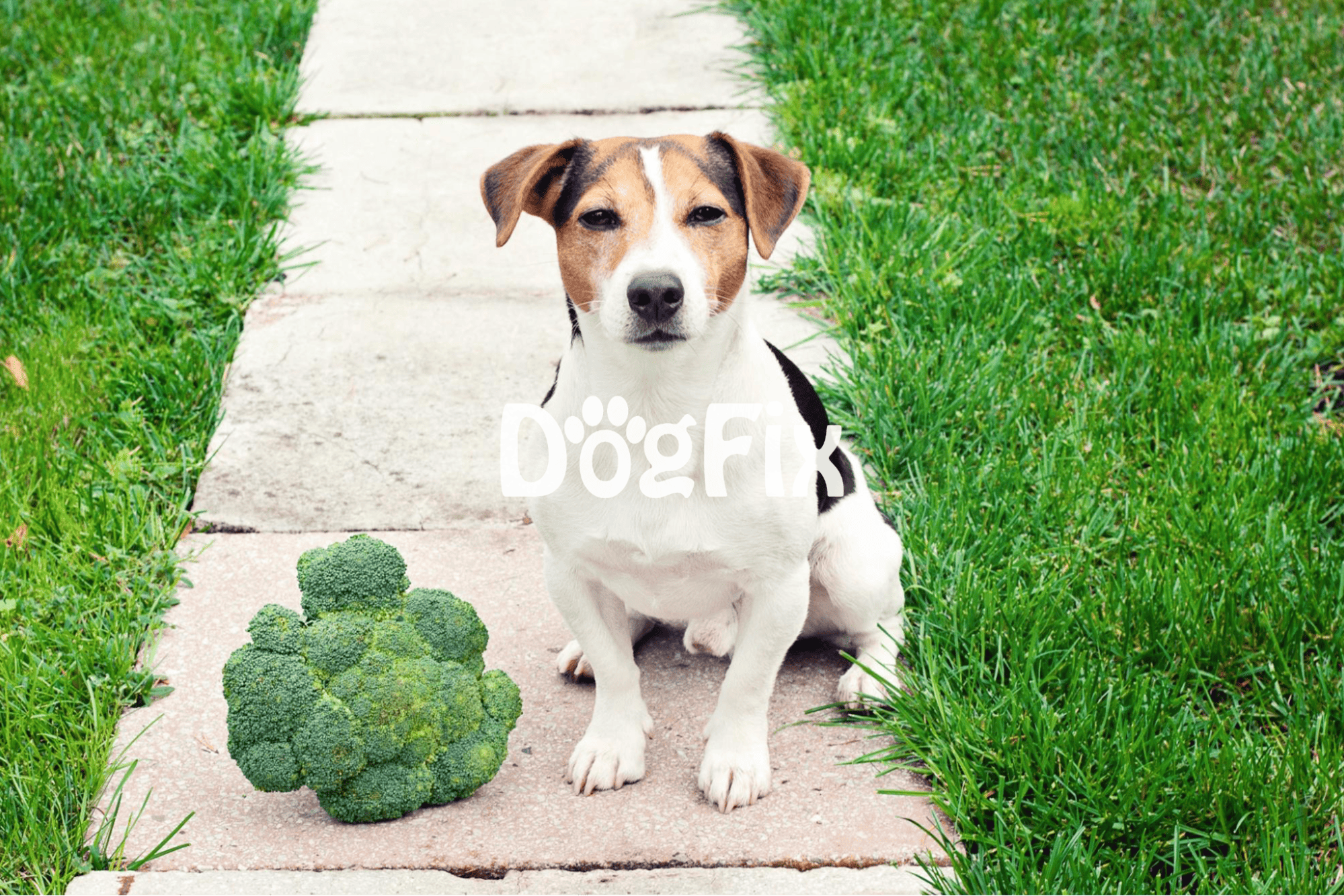 Adorable dog sitting on sidewalk with fresh broccoli and lush grass in outdoor setting.