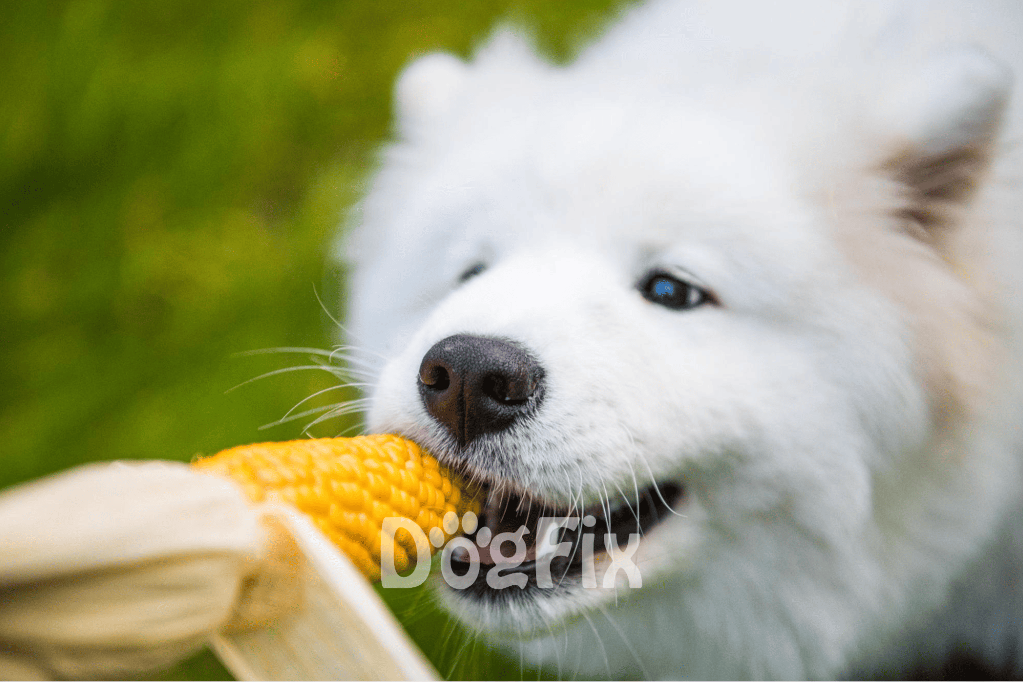 Adorable husky puppy chewing corn on the cob in a green outdoor setting.