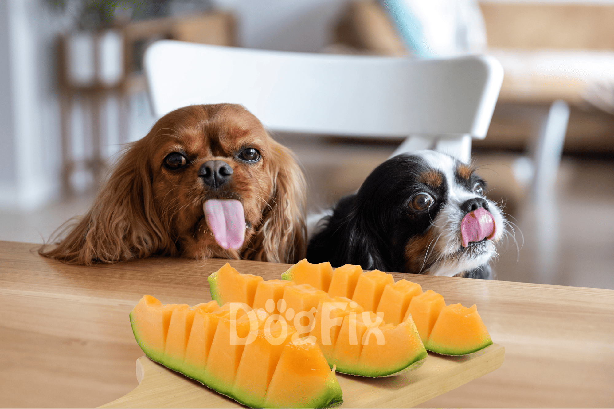 Adorable dogs enjoying fresh watermelon slices at home, perfect for pet treats and healthy snacks.