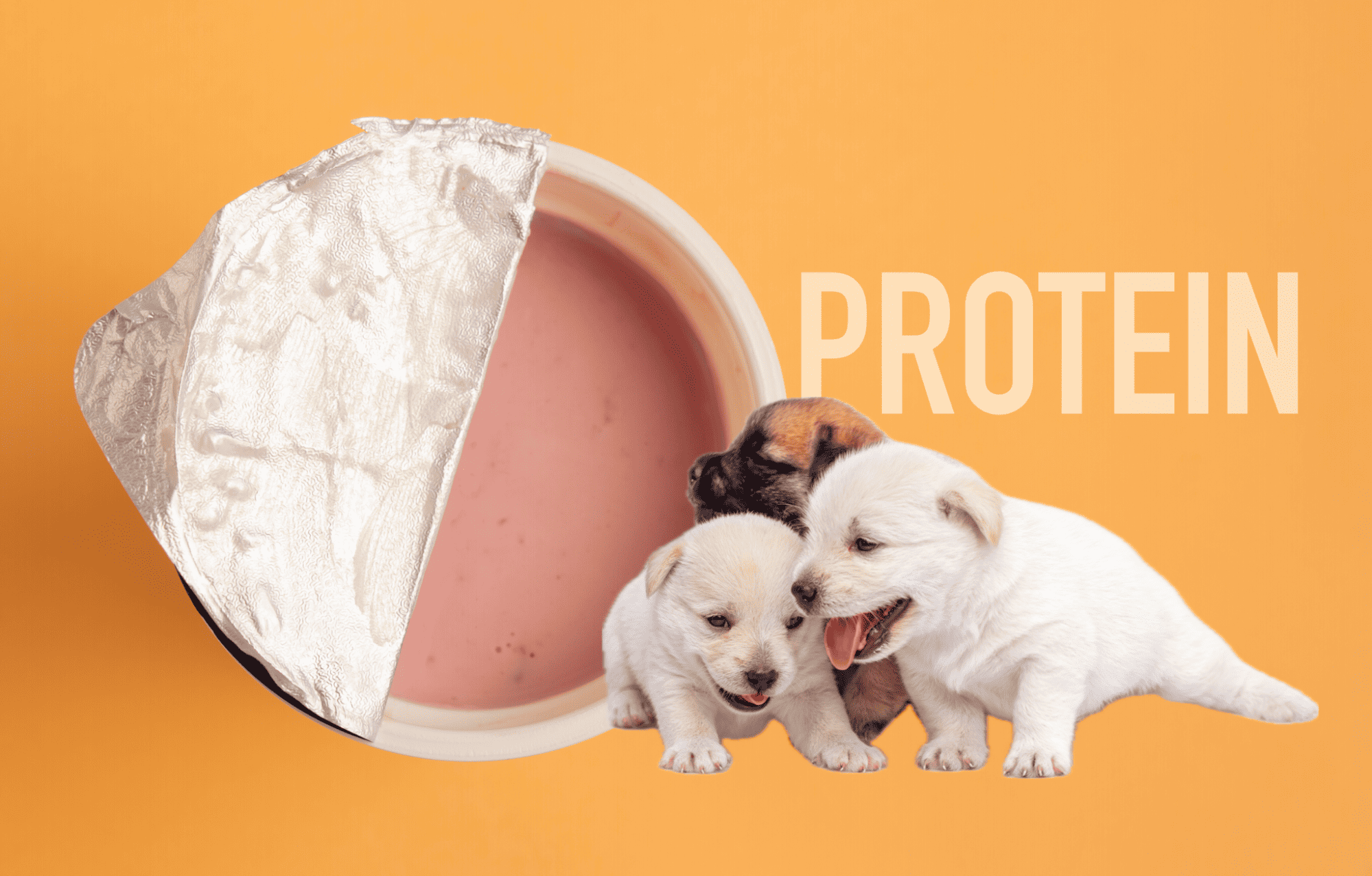 Dog protein powder with high-quality ingredients for furry friends’ health and vitality.