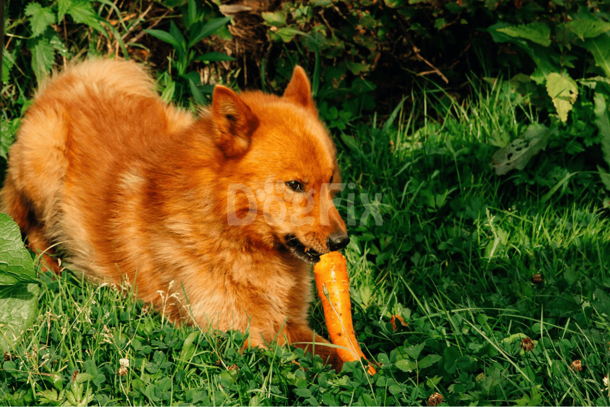 Dog with carrot in lush green garden, outdoor healthy pet lifestyle.