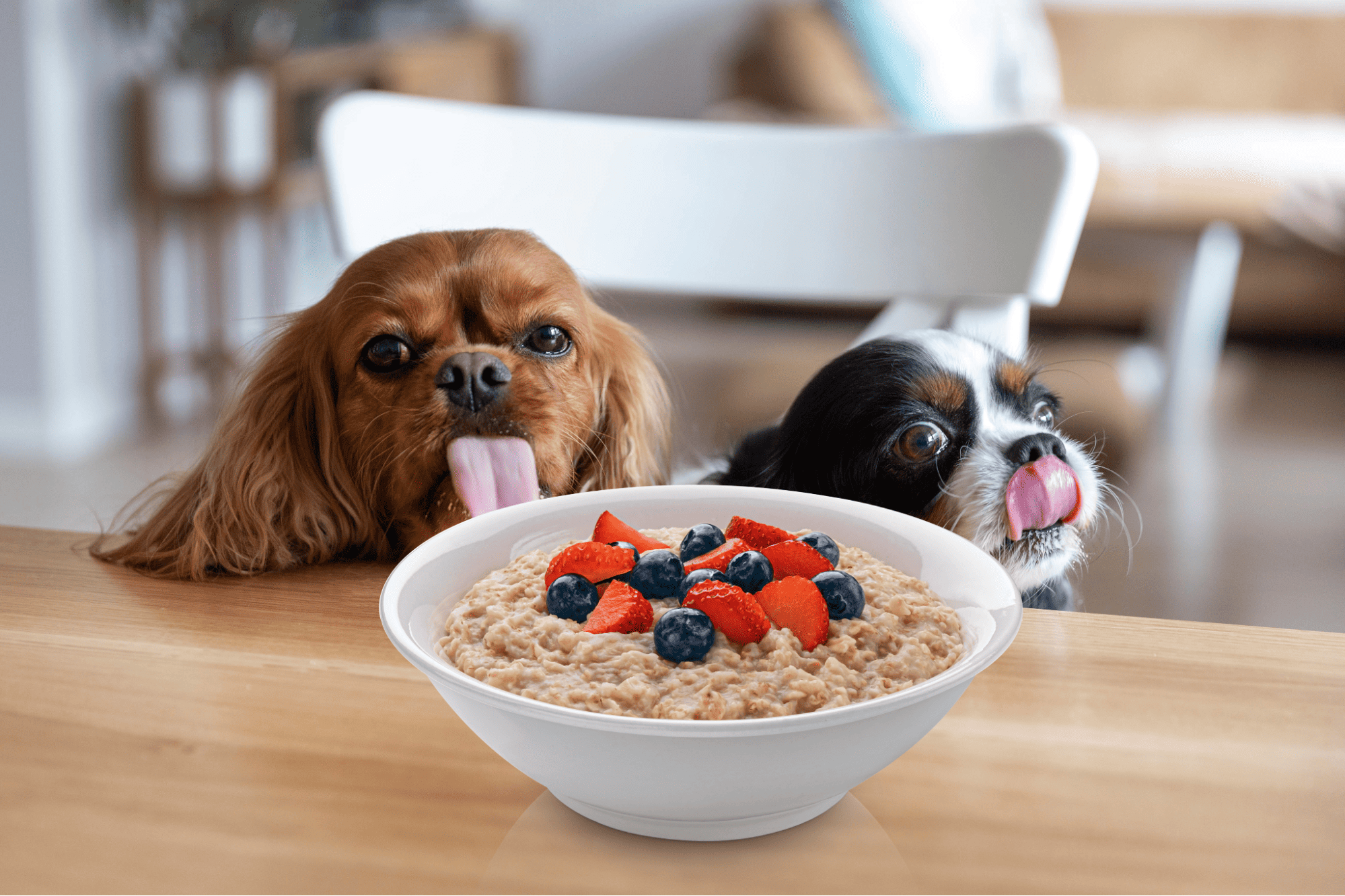 Adorable dogs licking their lips with a healthy oatmeal and berry breakfast in front of them.