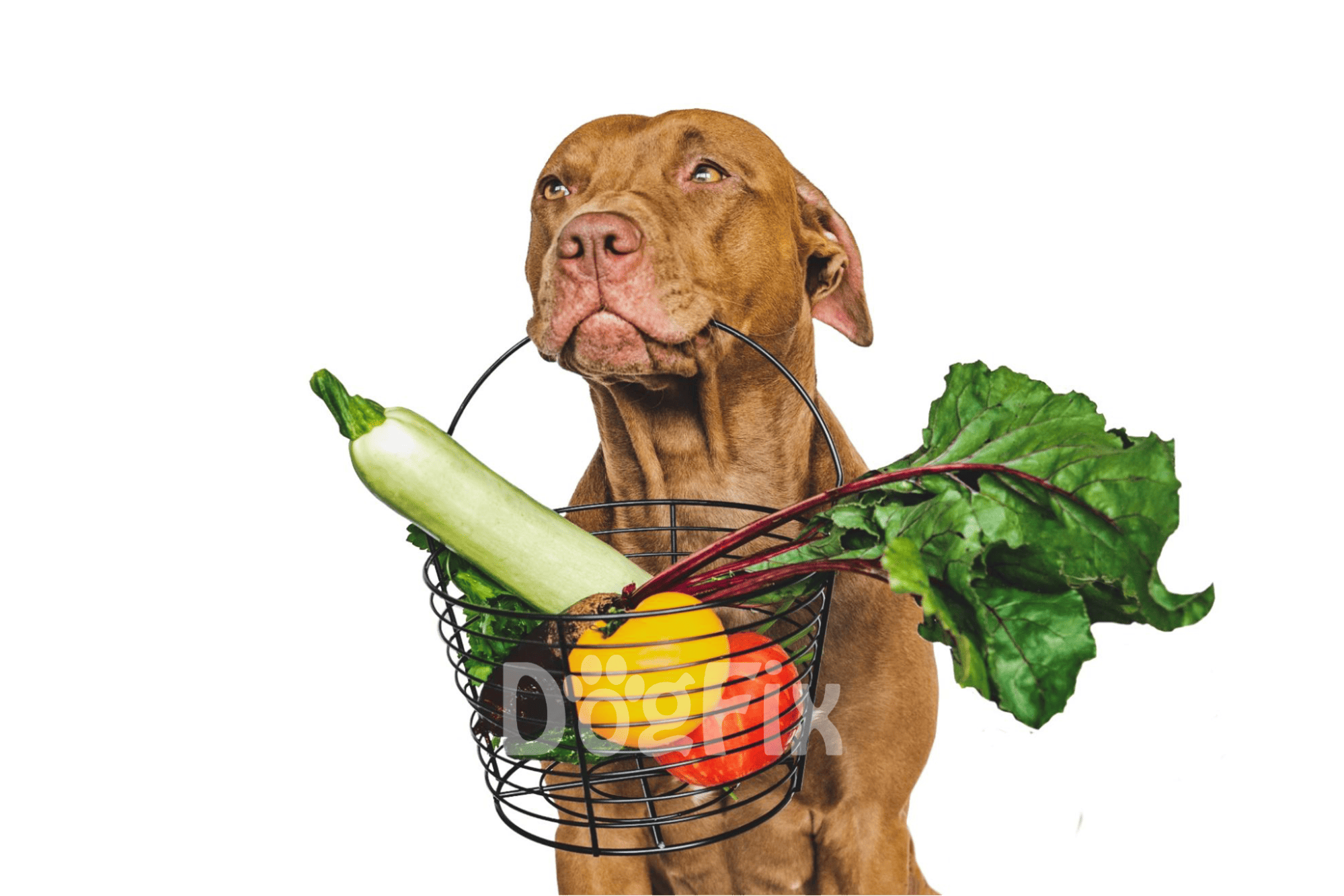 Dog with a basket of fresh vegetables, promoting nutritious dog food options.