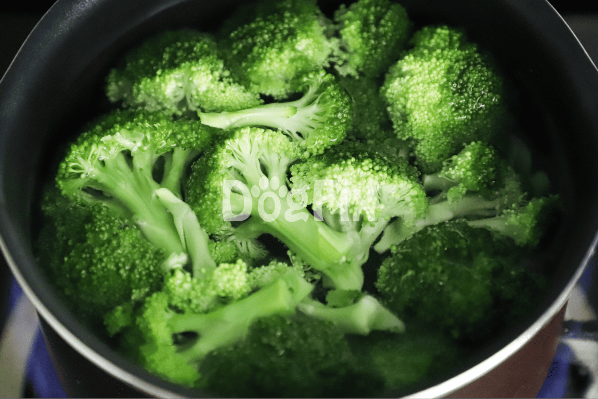 Vibrant broccoli in frying pan, perfect for nutritious homemade dog food meals.