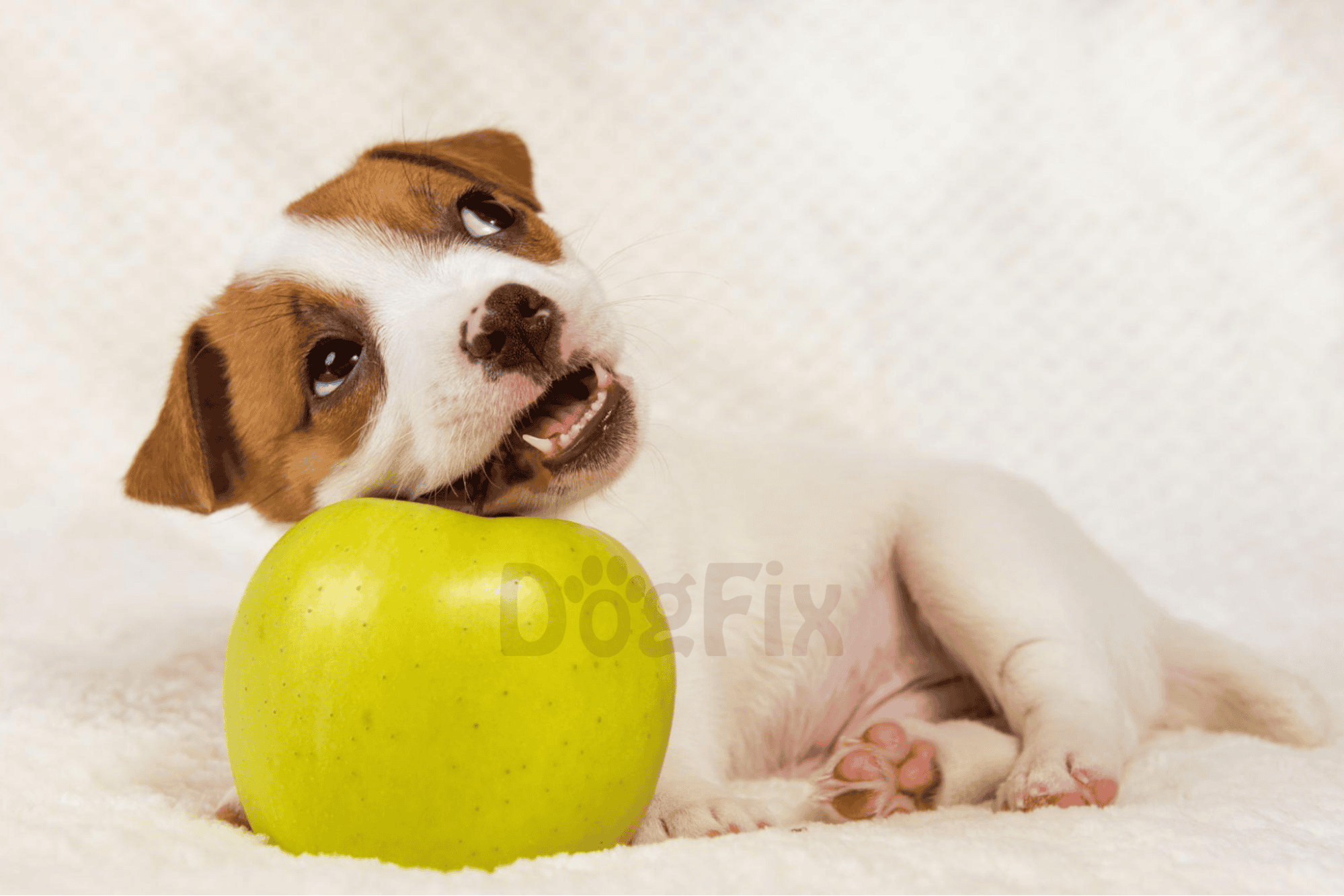 Adorable Jack Russell puppy lying on soft surface, biting green apple, showcasing pet love.