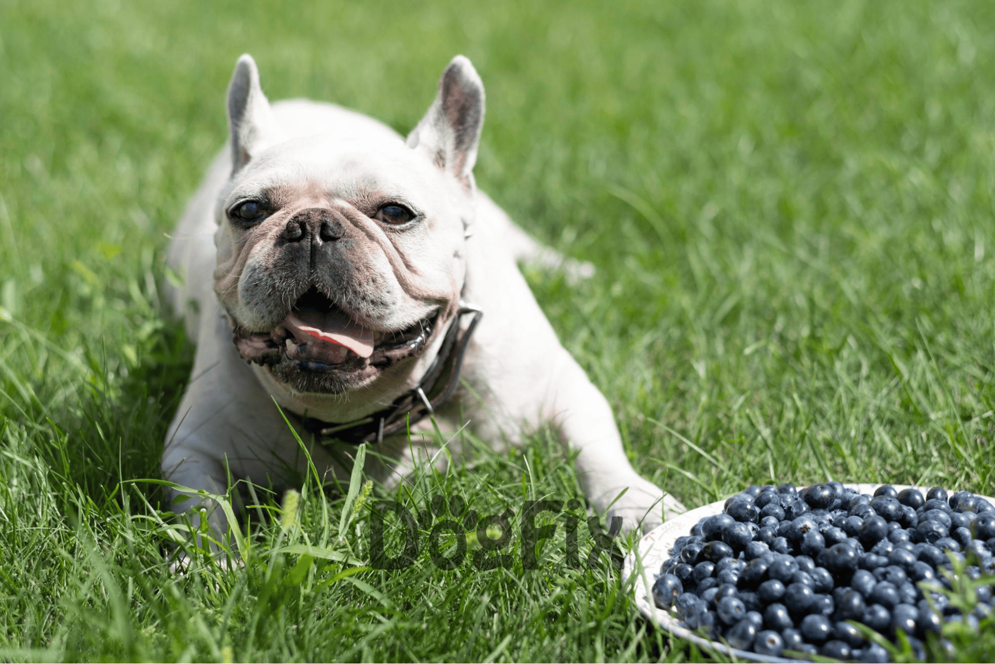 French Bulldog enjoying blueberries on lush green grass in backyard.