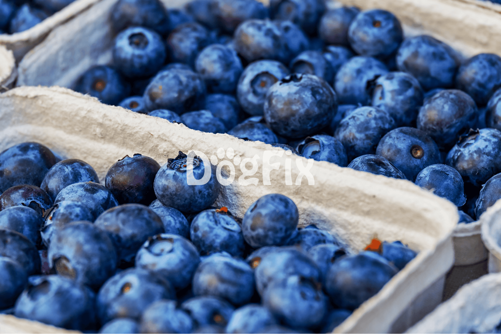 Blueberries and Bow-wow A Nutritional Deep Dive