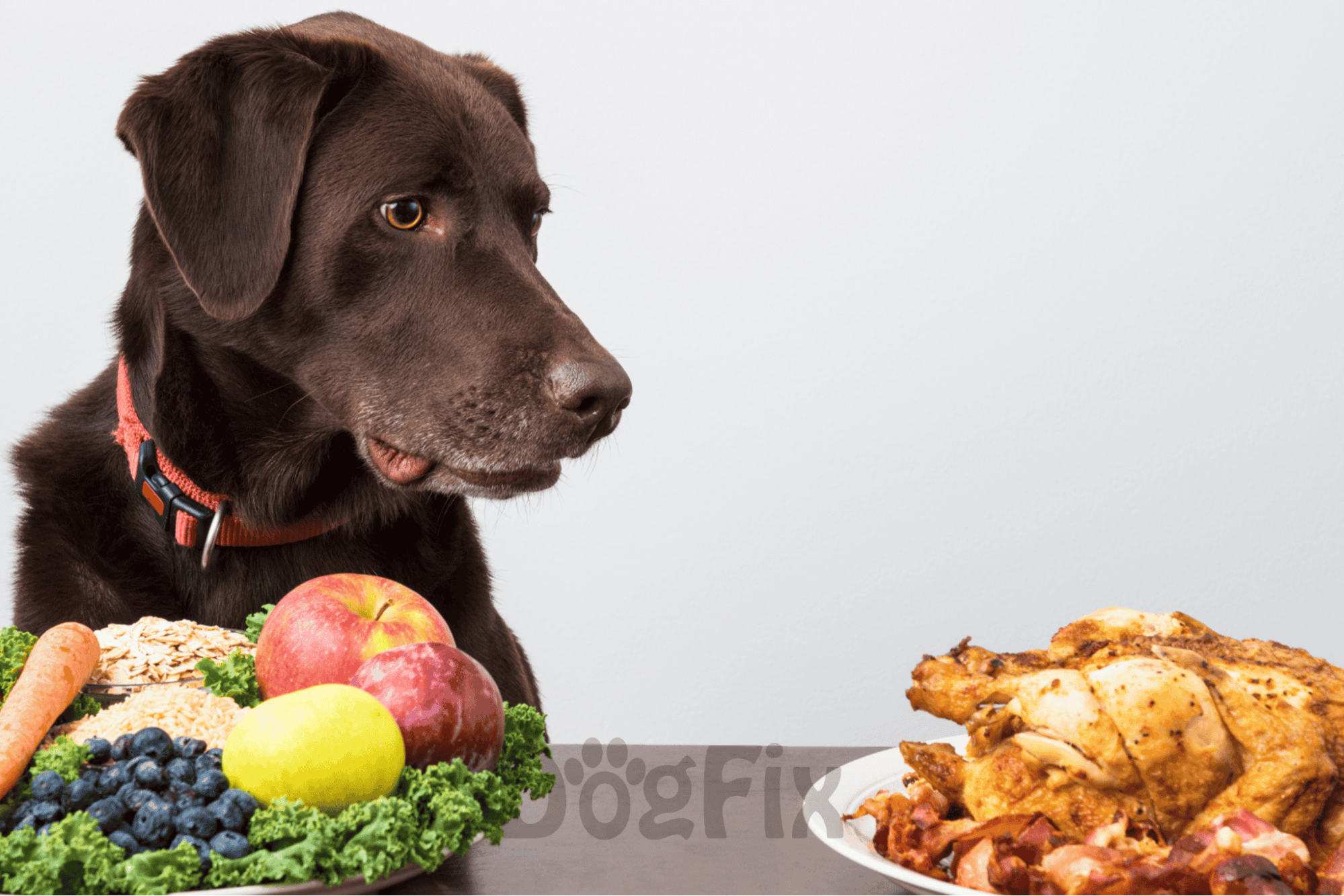 Pawsome Fruits The Safe and Tasty Picks for Your Pet