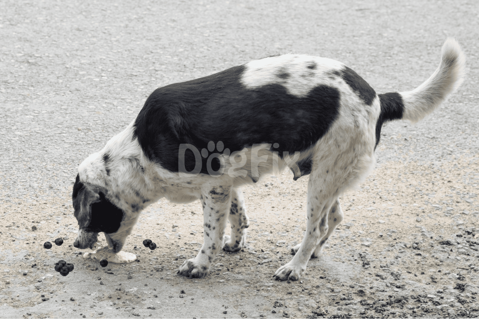 Dog playing fetch on gravel with blueberries.