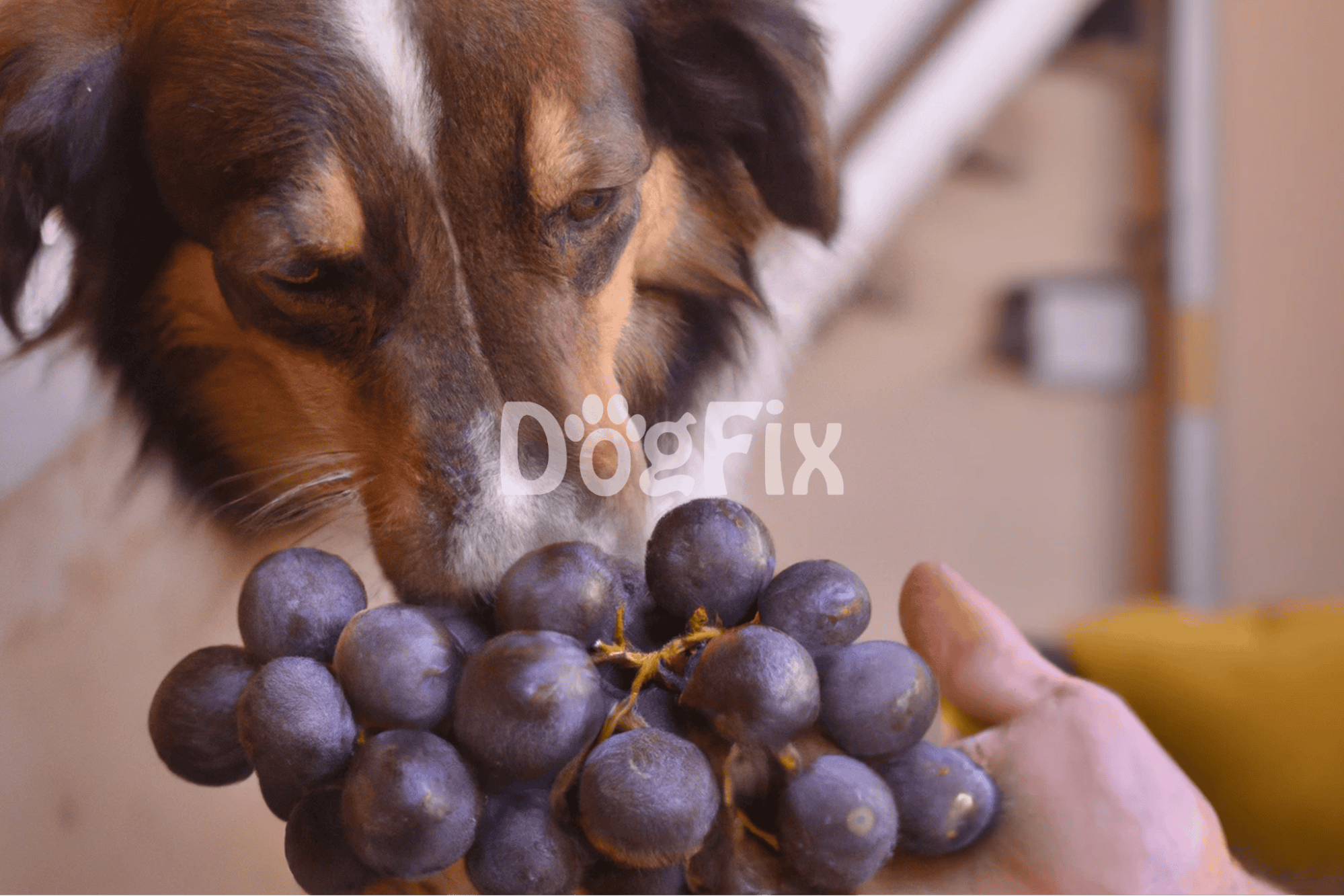 Close-up of a dog sniffing grapes, emphasizing the dangers of feeding dogs toxic foods like grapes.