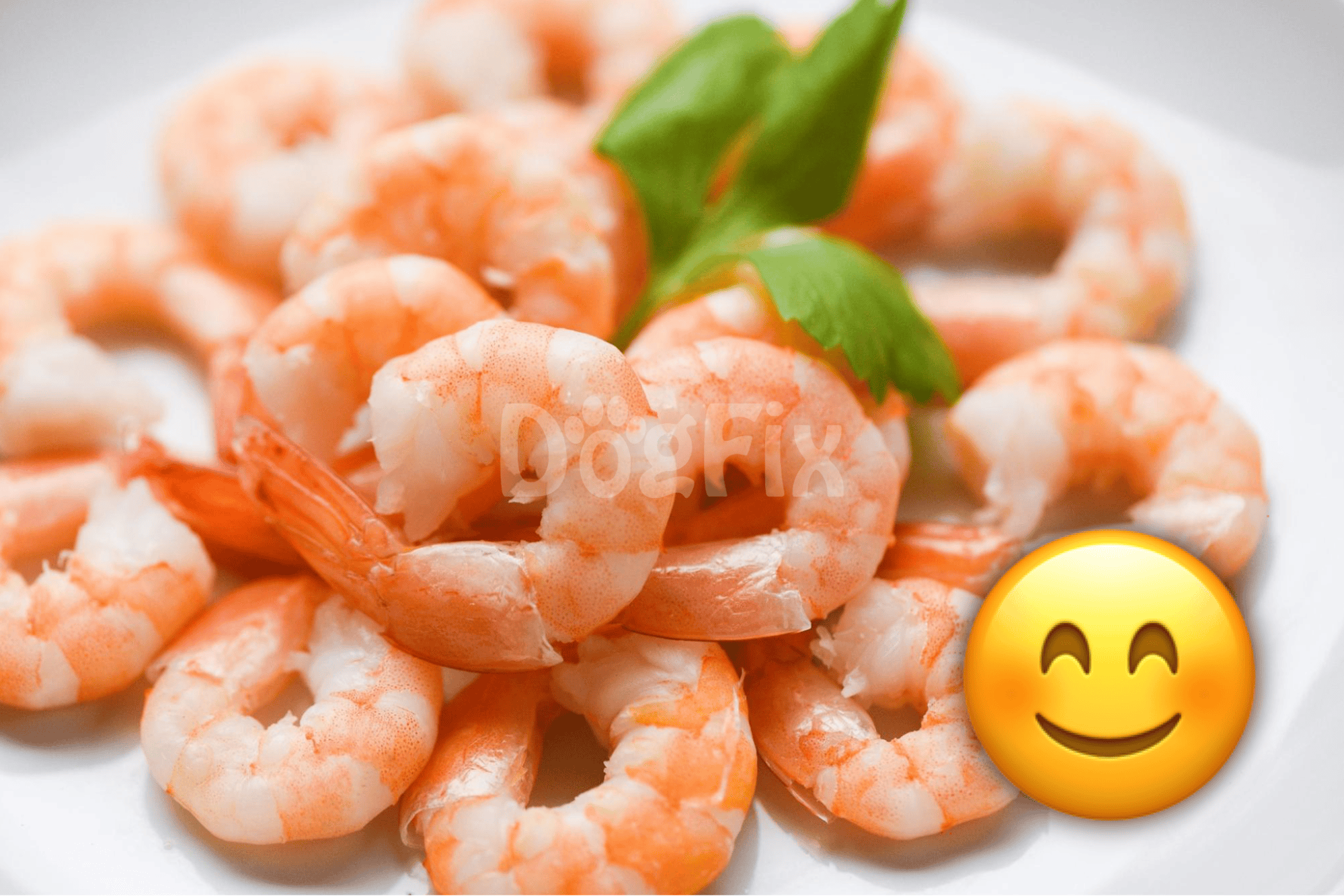 Healthy Shrimp Treats for Dogs.