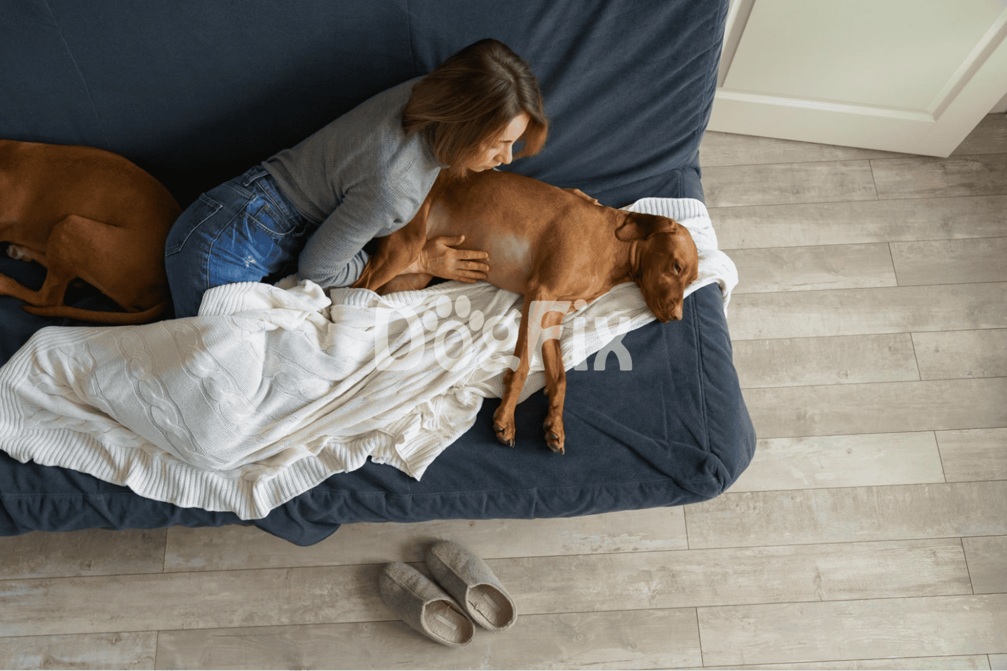 Dog lying peacefully on sofa with owner, showcasing pet comfort and companionship.
