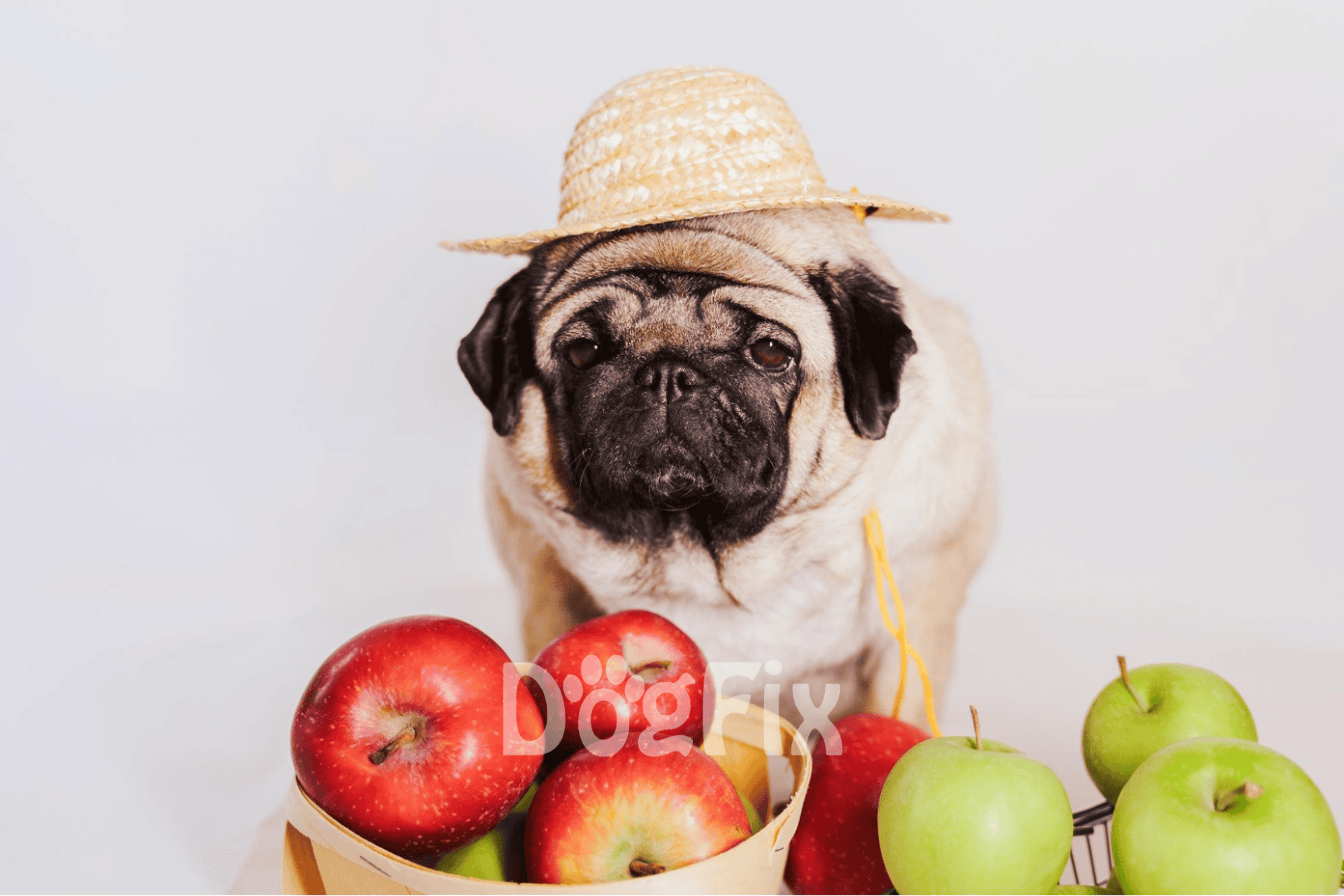 Pug wearing straw hat with apples, cute dog, pet fashion, adorable pug, dog lifestyle photography.