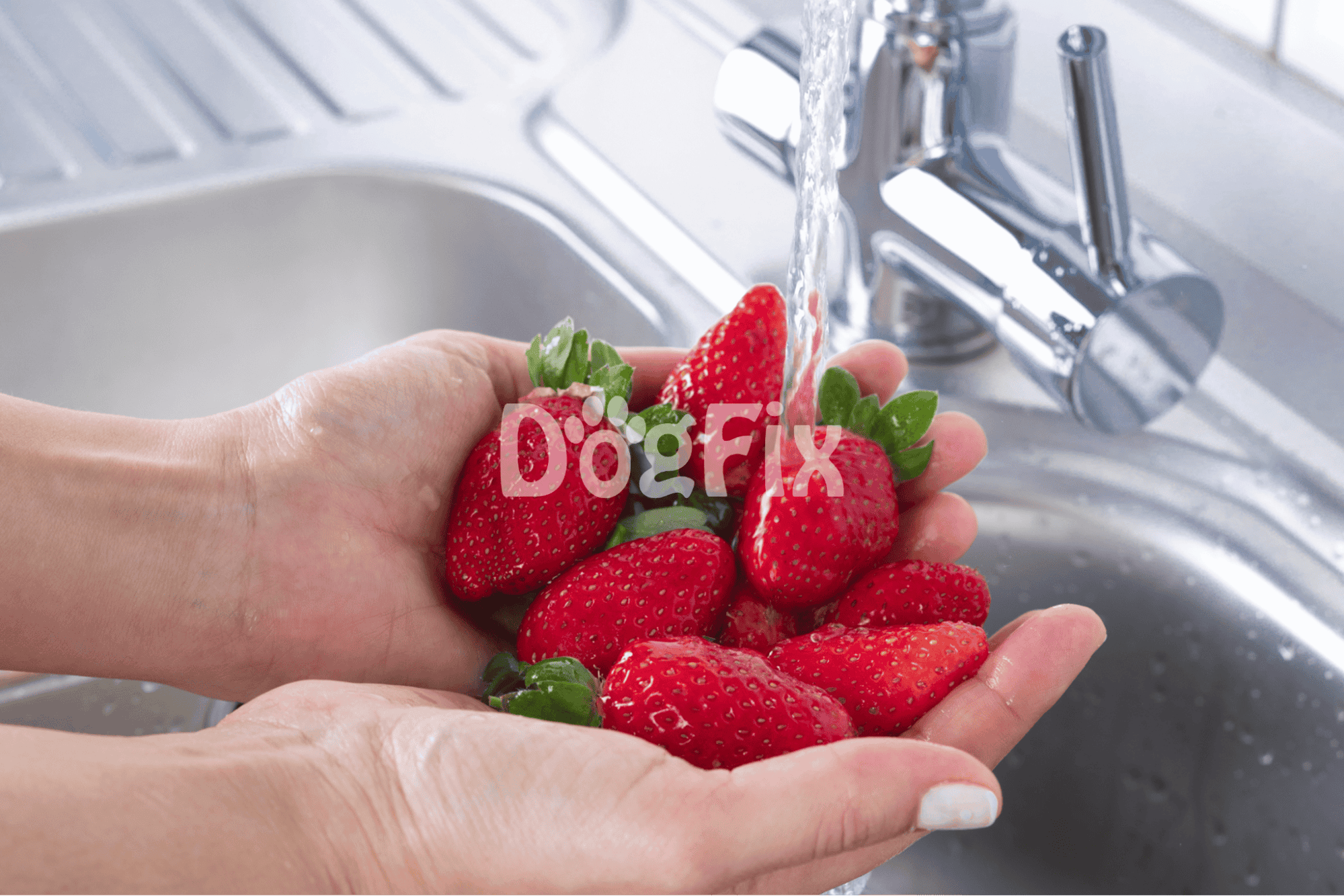 Close-up of hands washing fresh strawberries under running water in a kitchen sink.