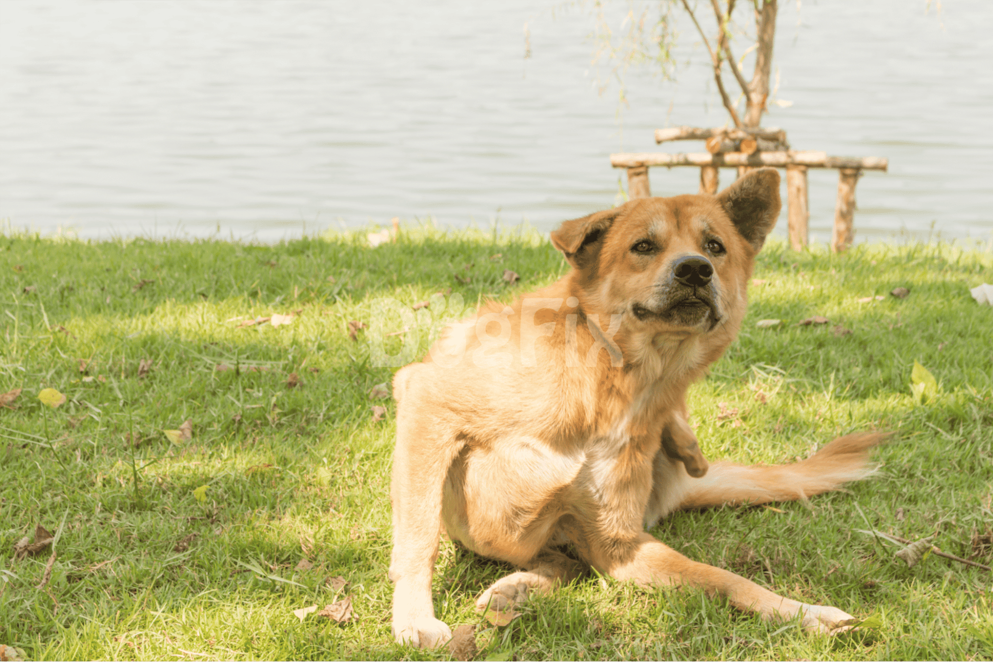 Adorable dog relaxing on green grass near lake with a wooden dock in the background.